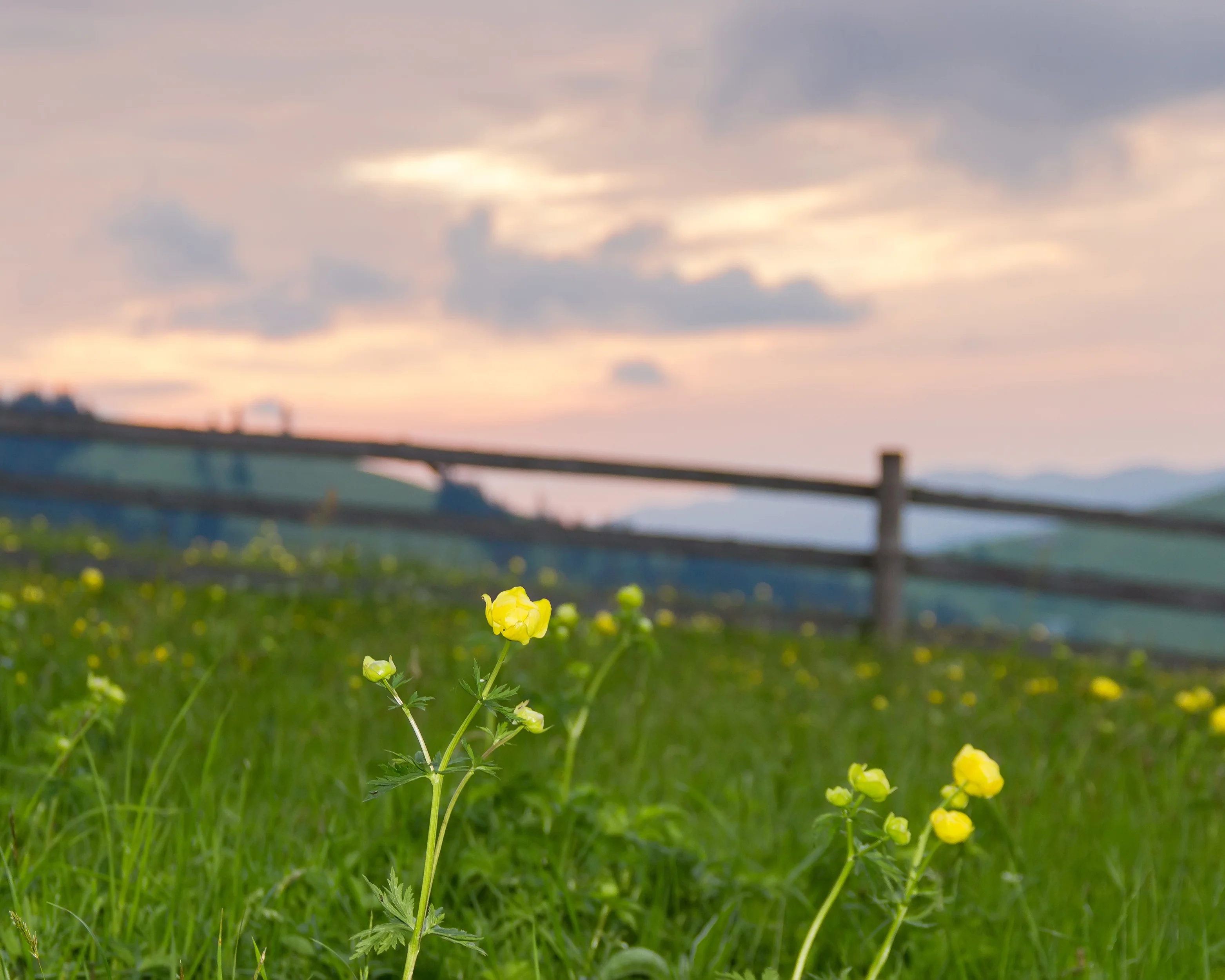 Trollius 'Superbus' - Image 8
