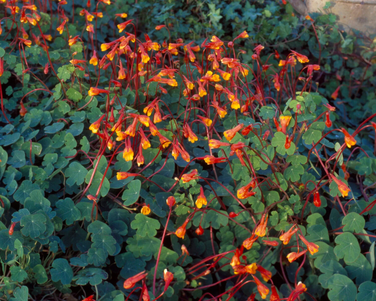 Tropaeolum tuberosum - Image 10