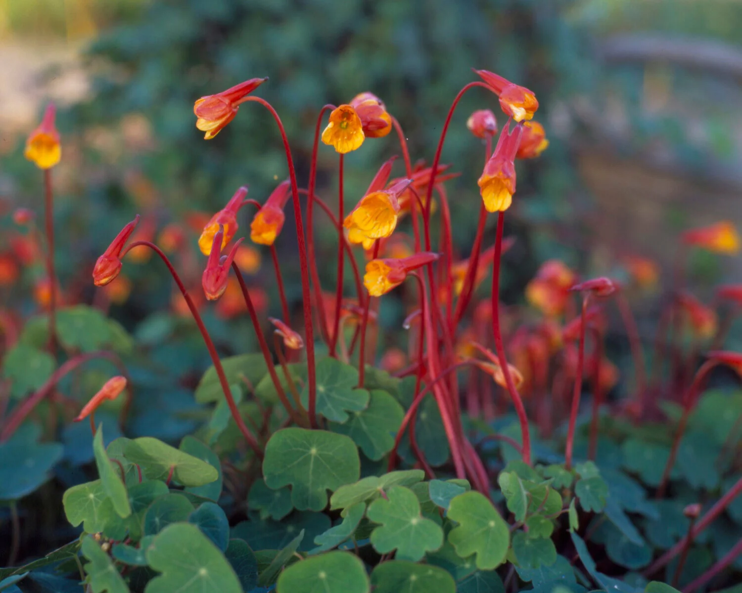 Tropaeolum tuberosum - Image 9