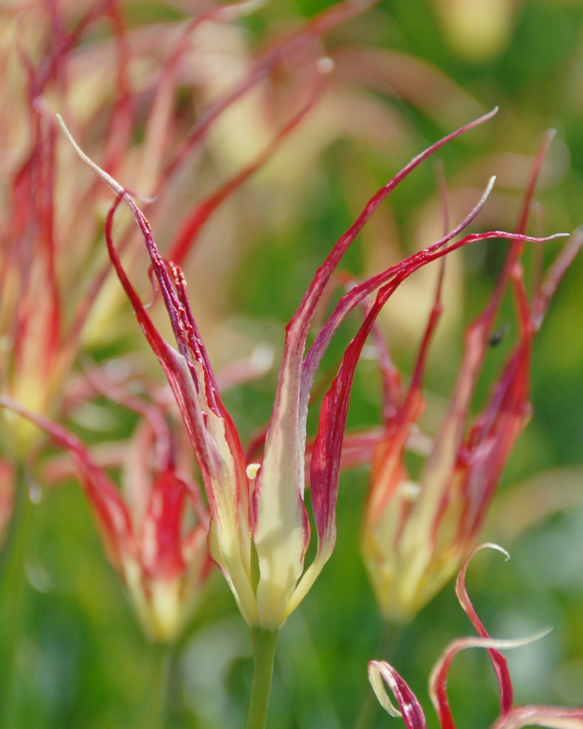 Tulip acuminata - Image 2