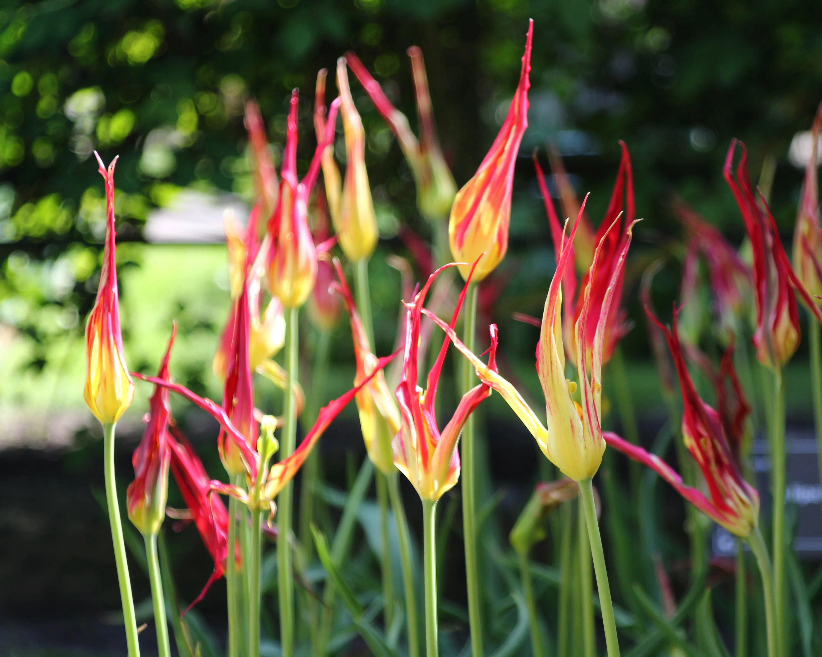 Tulip acuminata - Image 5