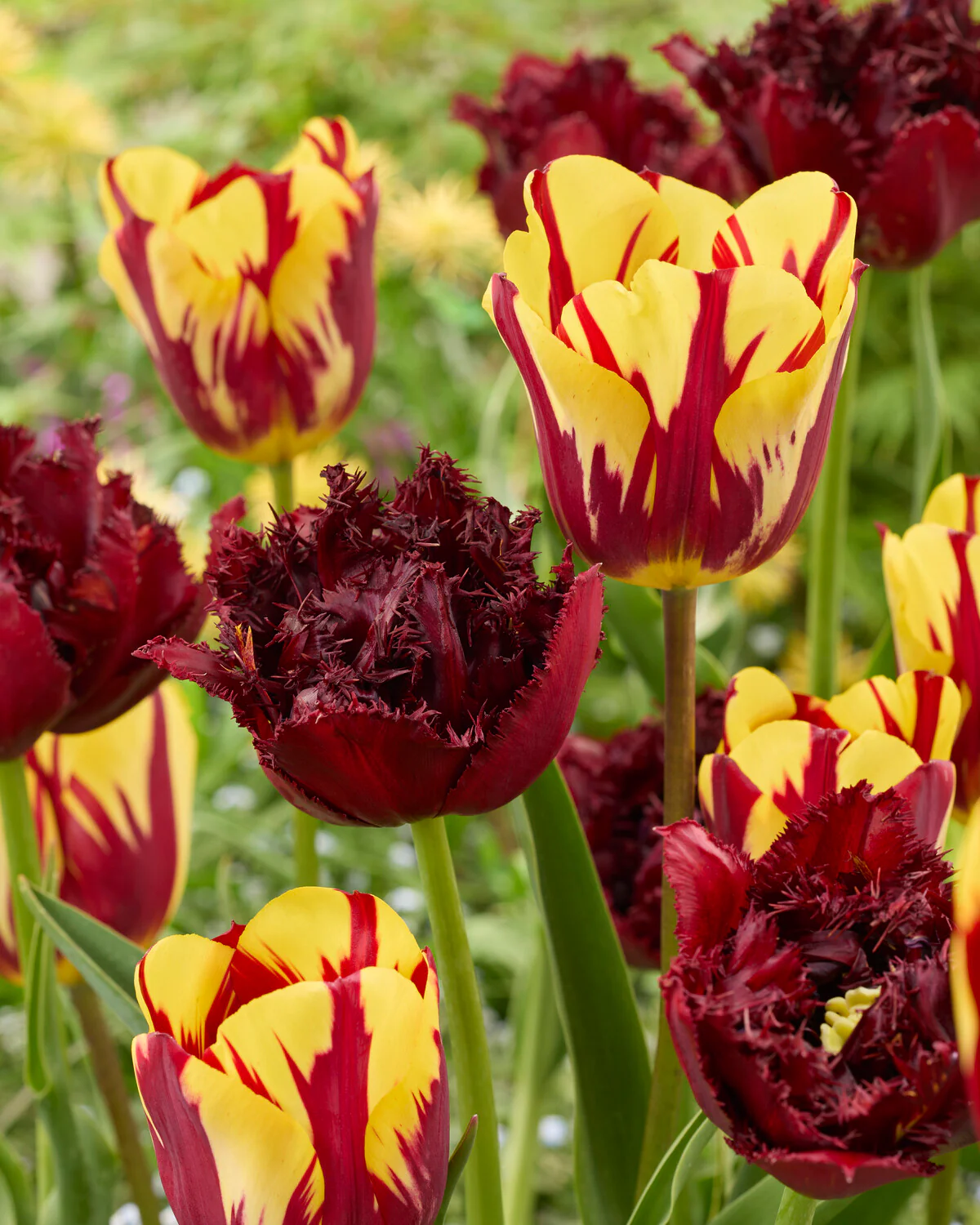 Tulip 'Ajaccio' - Image 3
