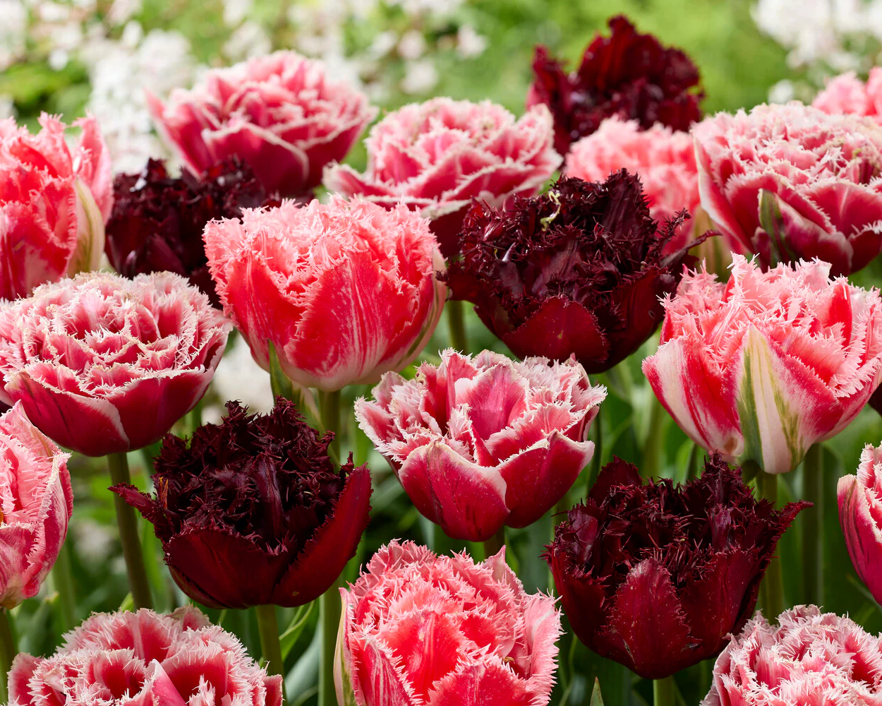 Tulip 'Ajaccio' - Image 5