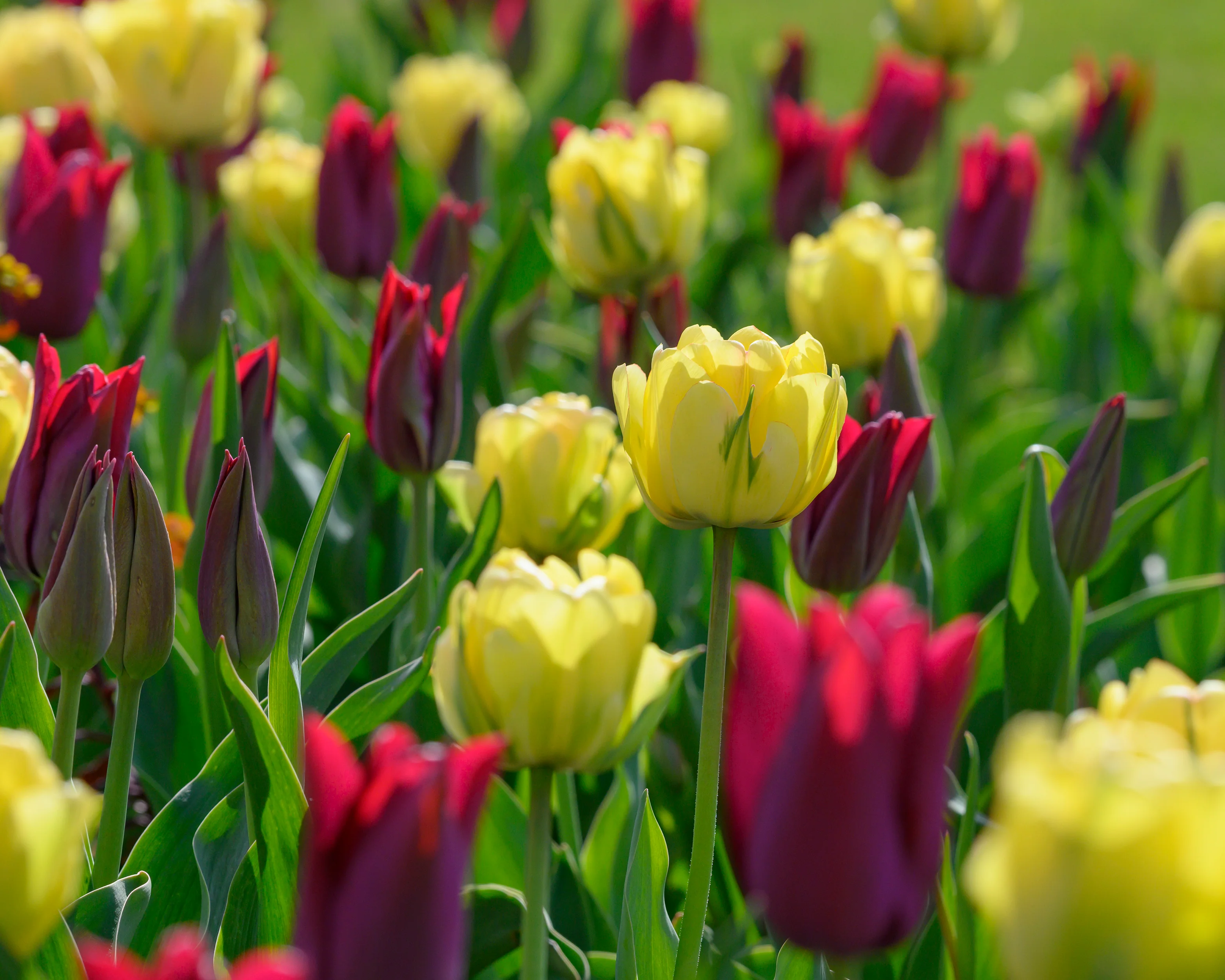 Tulip 'Akebono' - Image 11