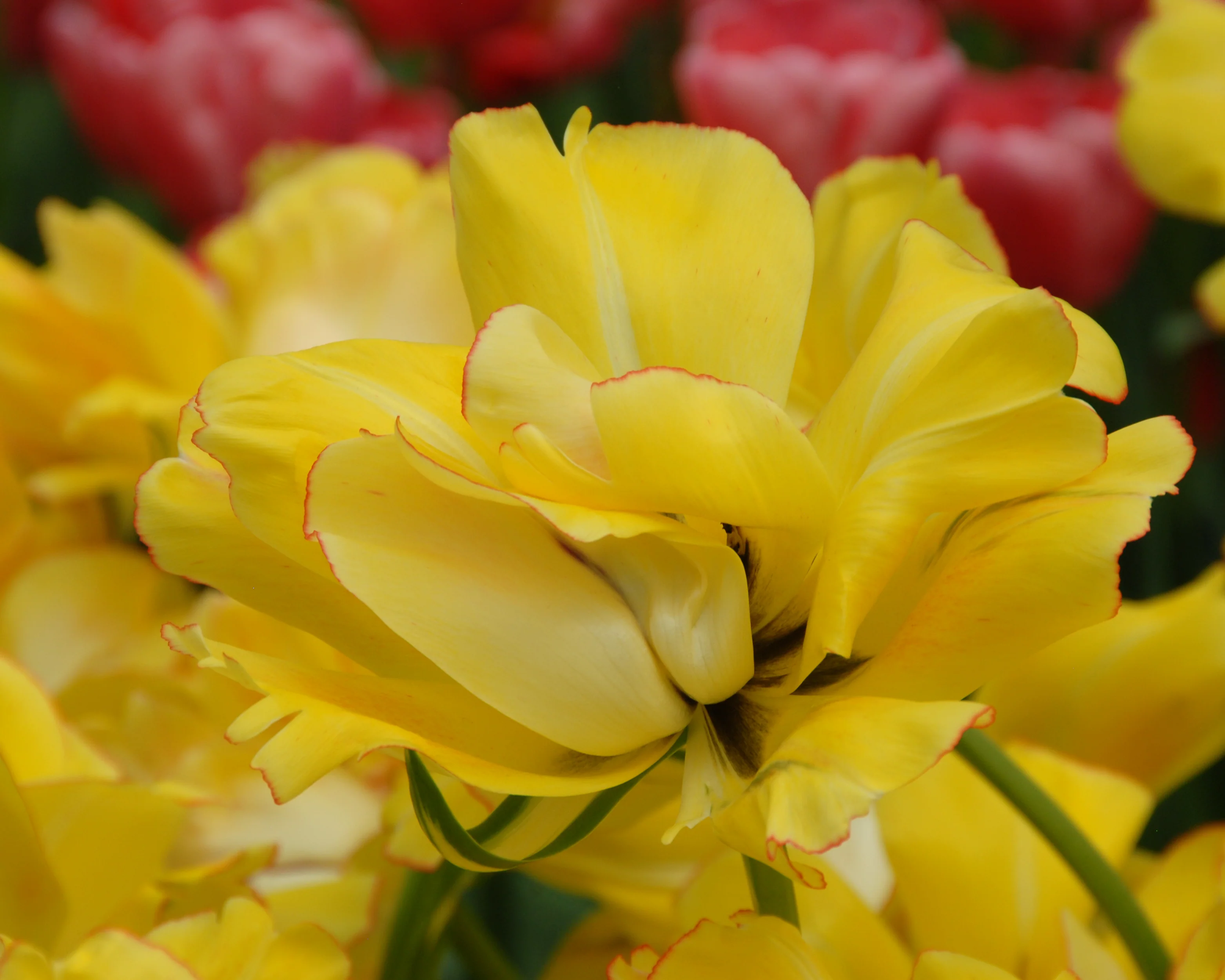 Tulip 'Akebono' - Image 13