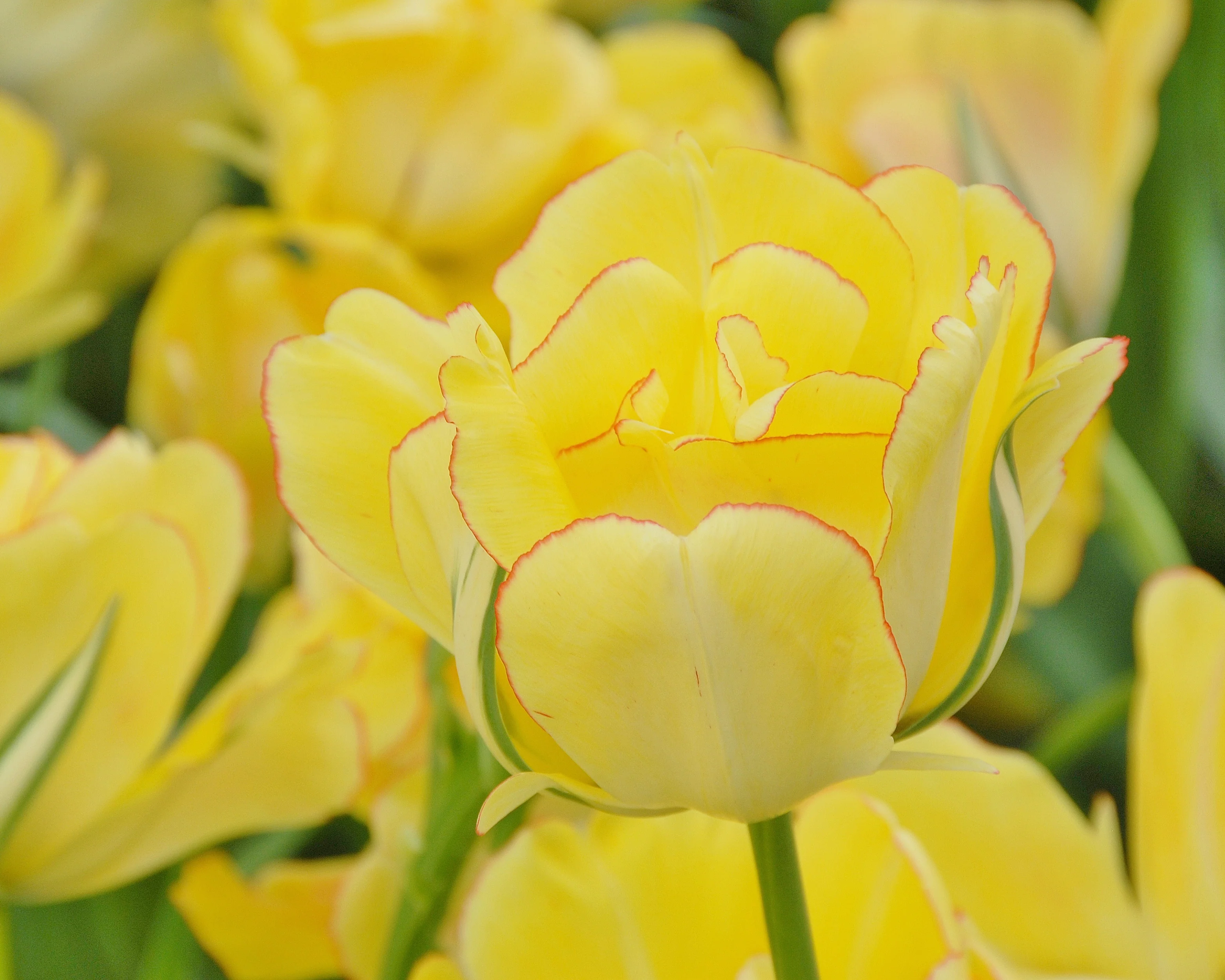 Tulip 'Akebono' - Image 17