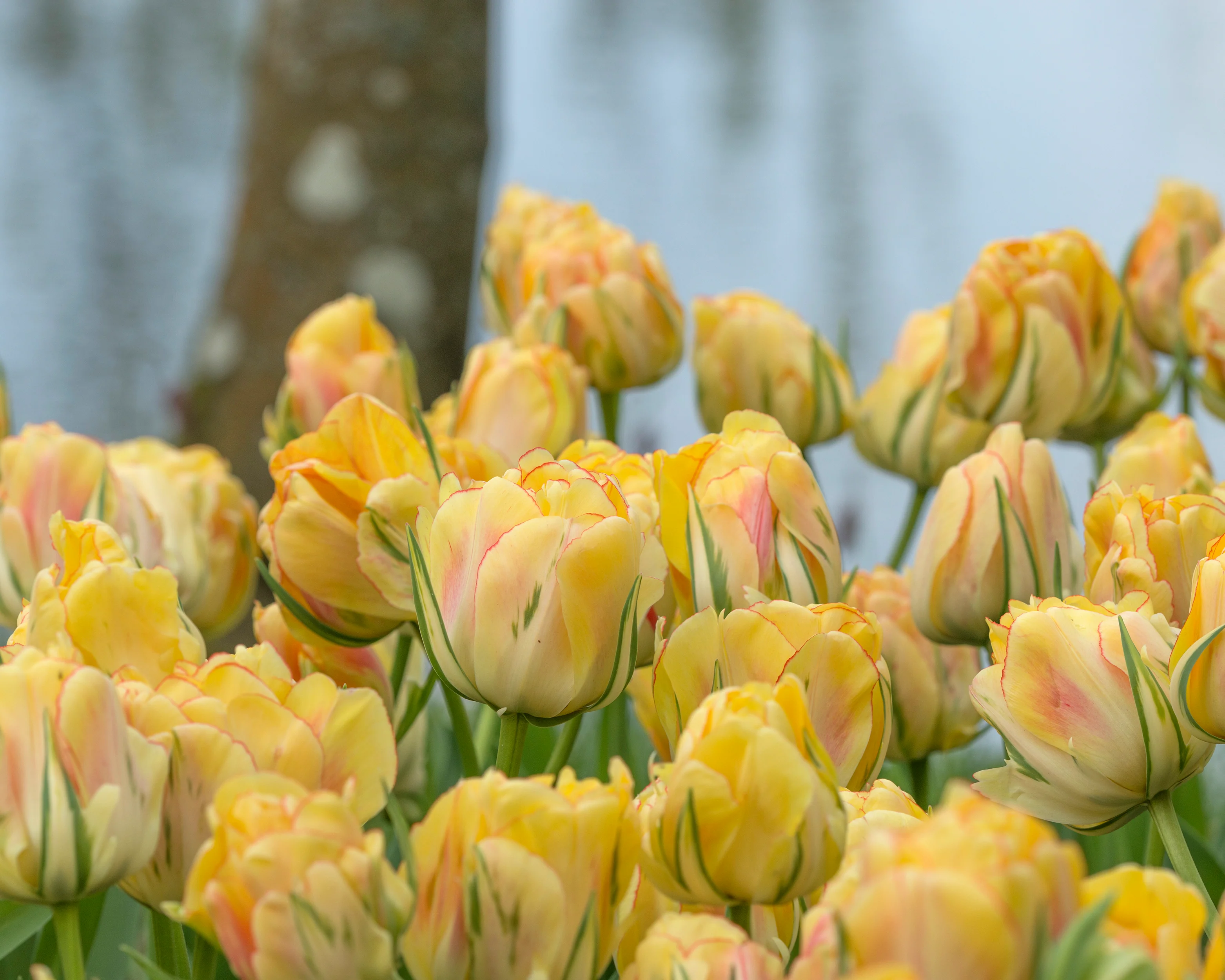 Tulip 'Akebono' - Image 2