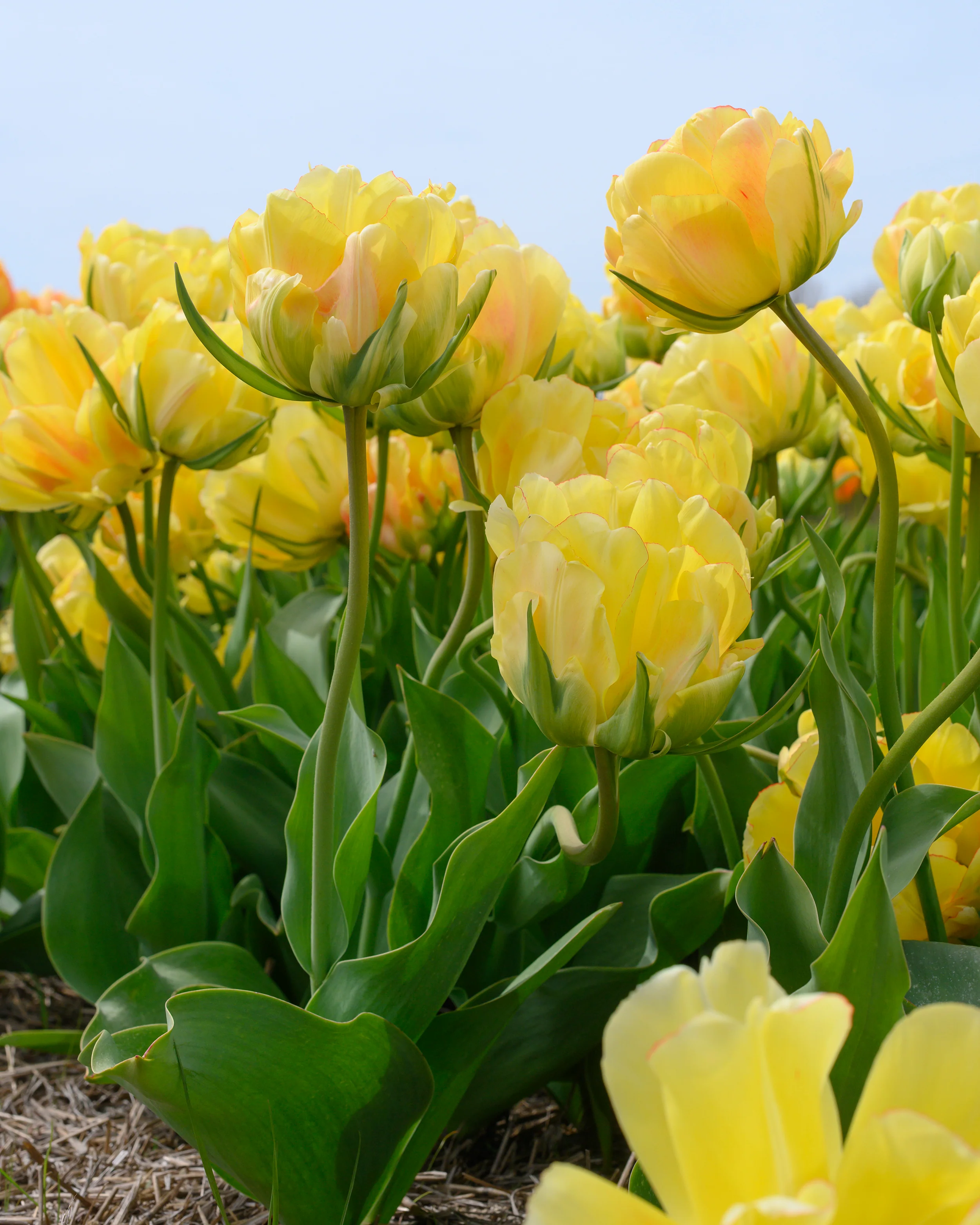 Tulip 'Akebono' - Image 9