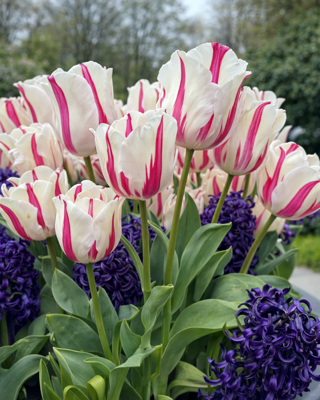 Tulip 'Alise' - Image 2