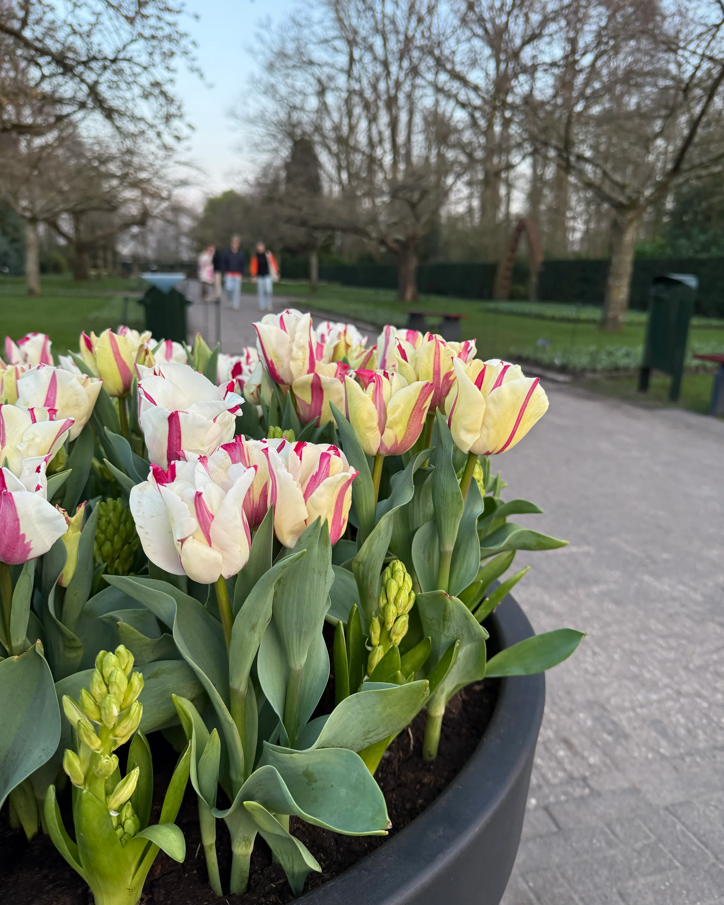 Tulip 'Alise' - Image 9