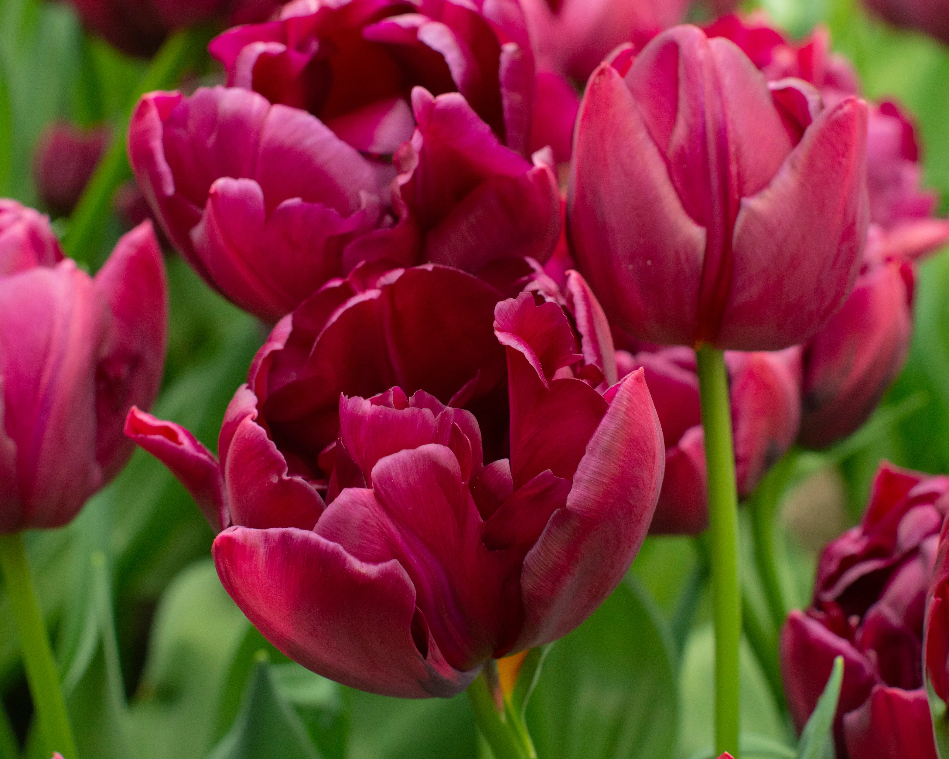 Tulip 'Alison Bradley' - Image 3