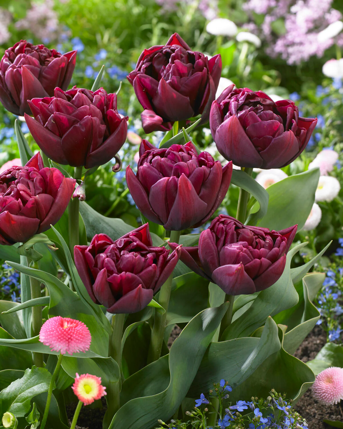 Tulip 'Alison Bradley' - Image 4