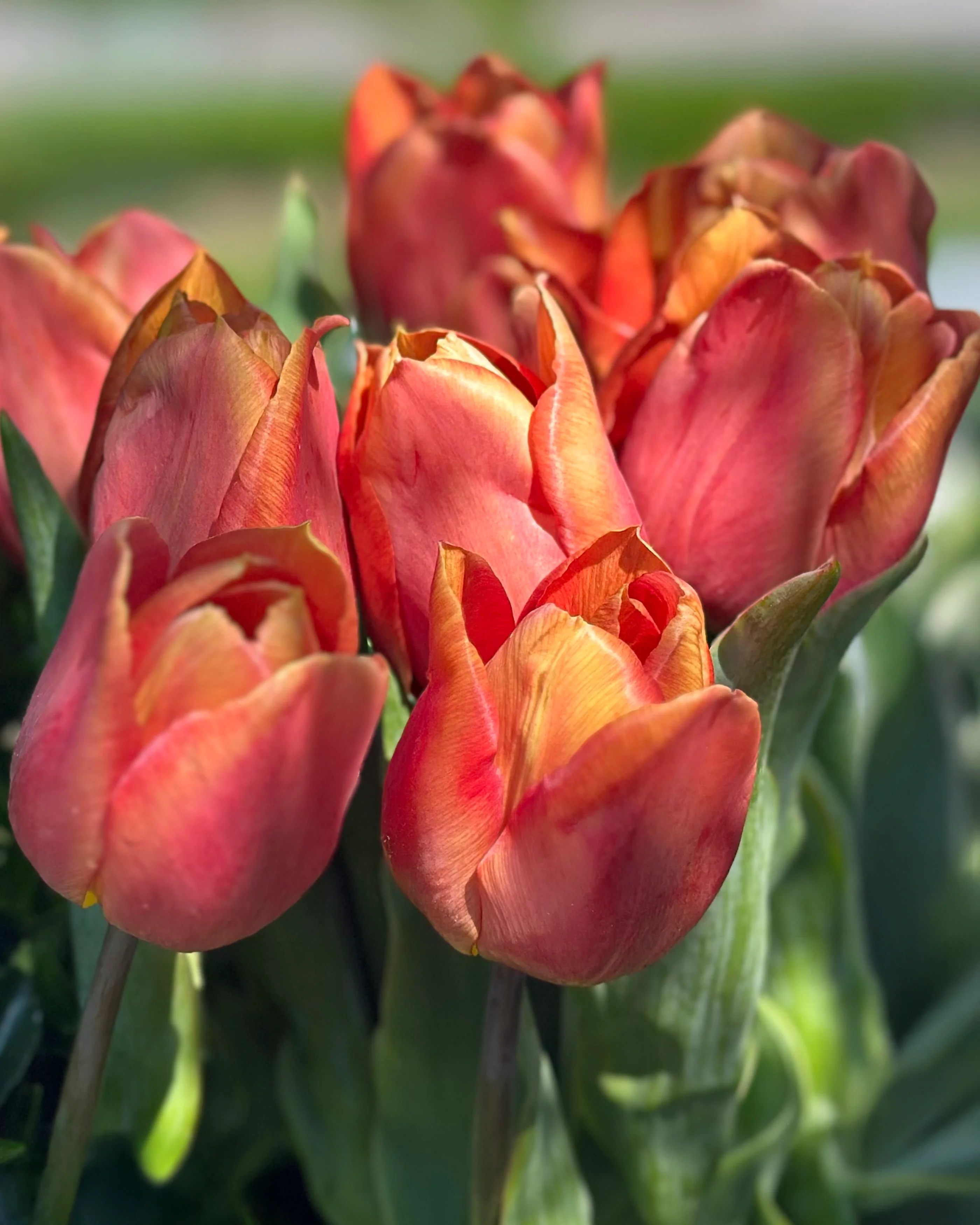 Tulip 'Amaru' - Image 10