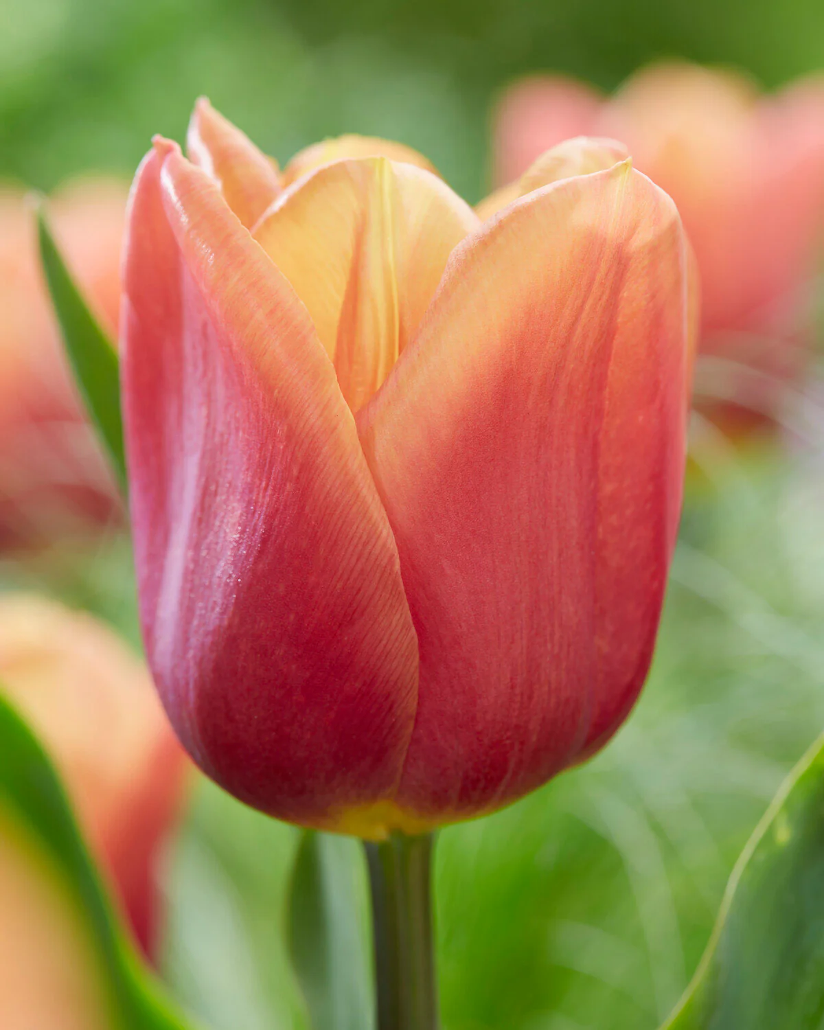 Tulip 'Amaru' - Image 3