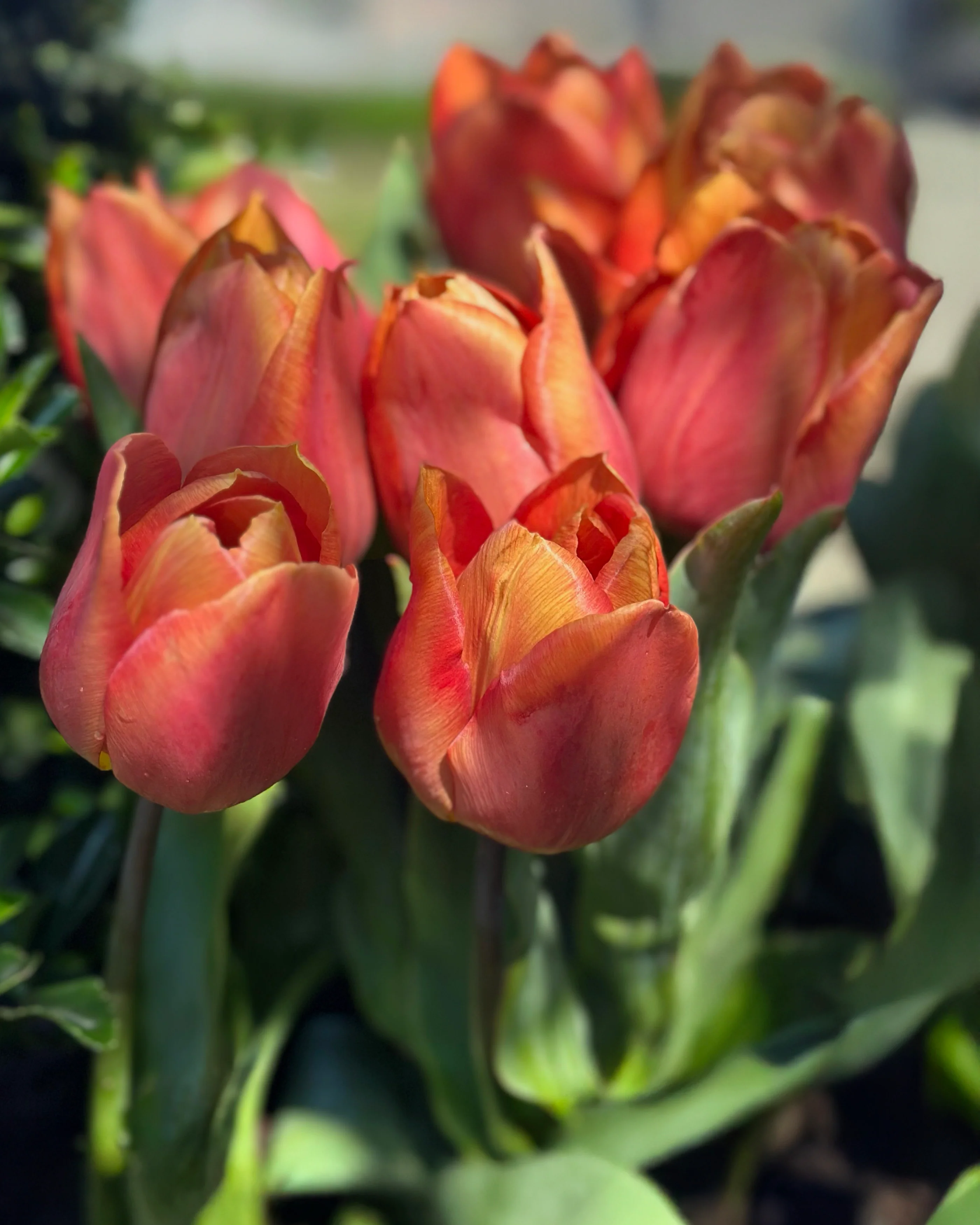 Tulip 'Amaru' - Image 4