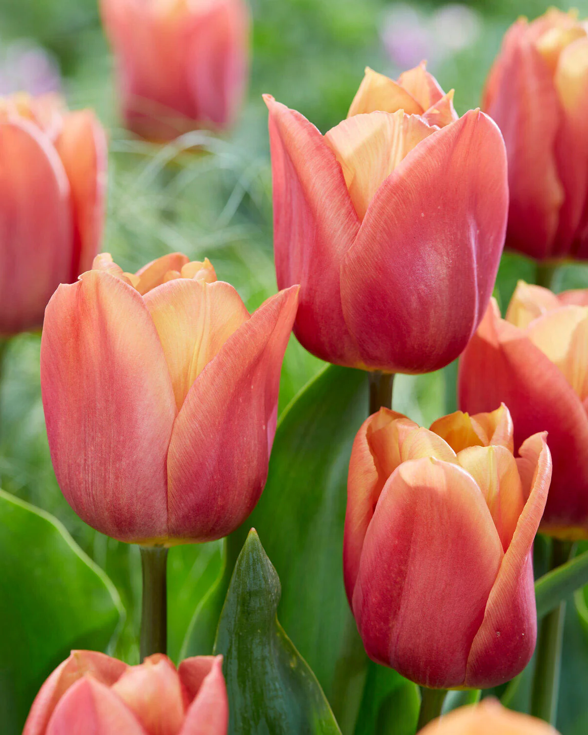 Tulip 'Amaru' - Image 5