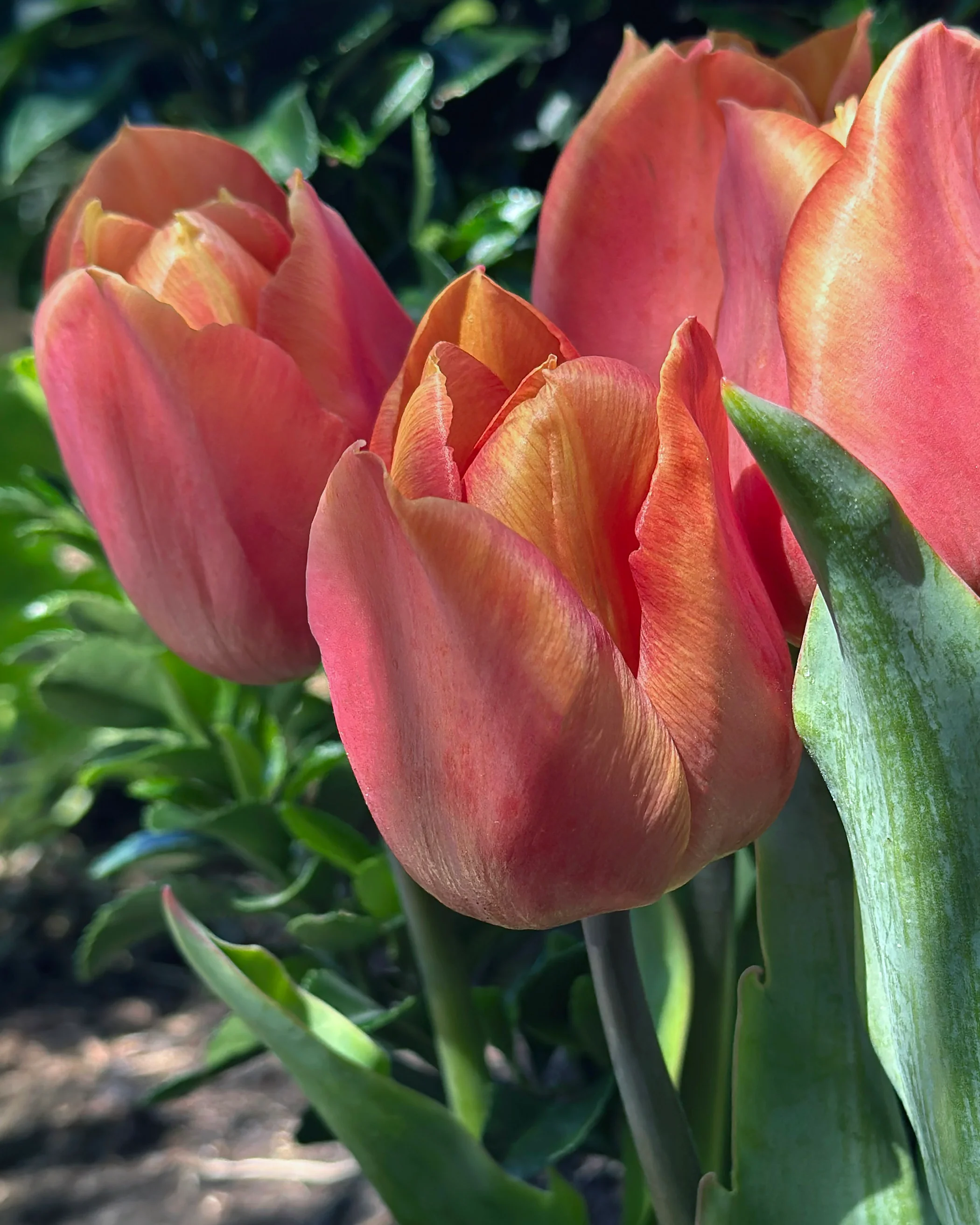 Tulip 'Amaru' - Image 7