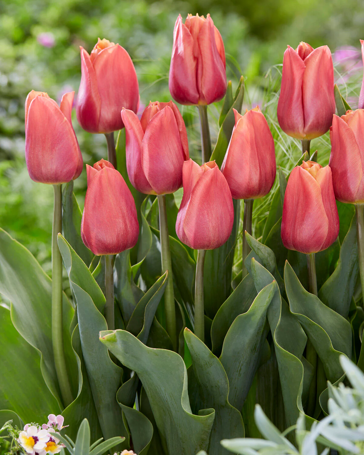 Tulip 'Amaru' - Image 8