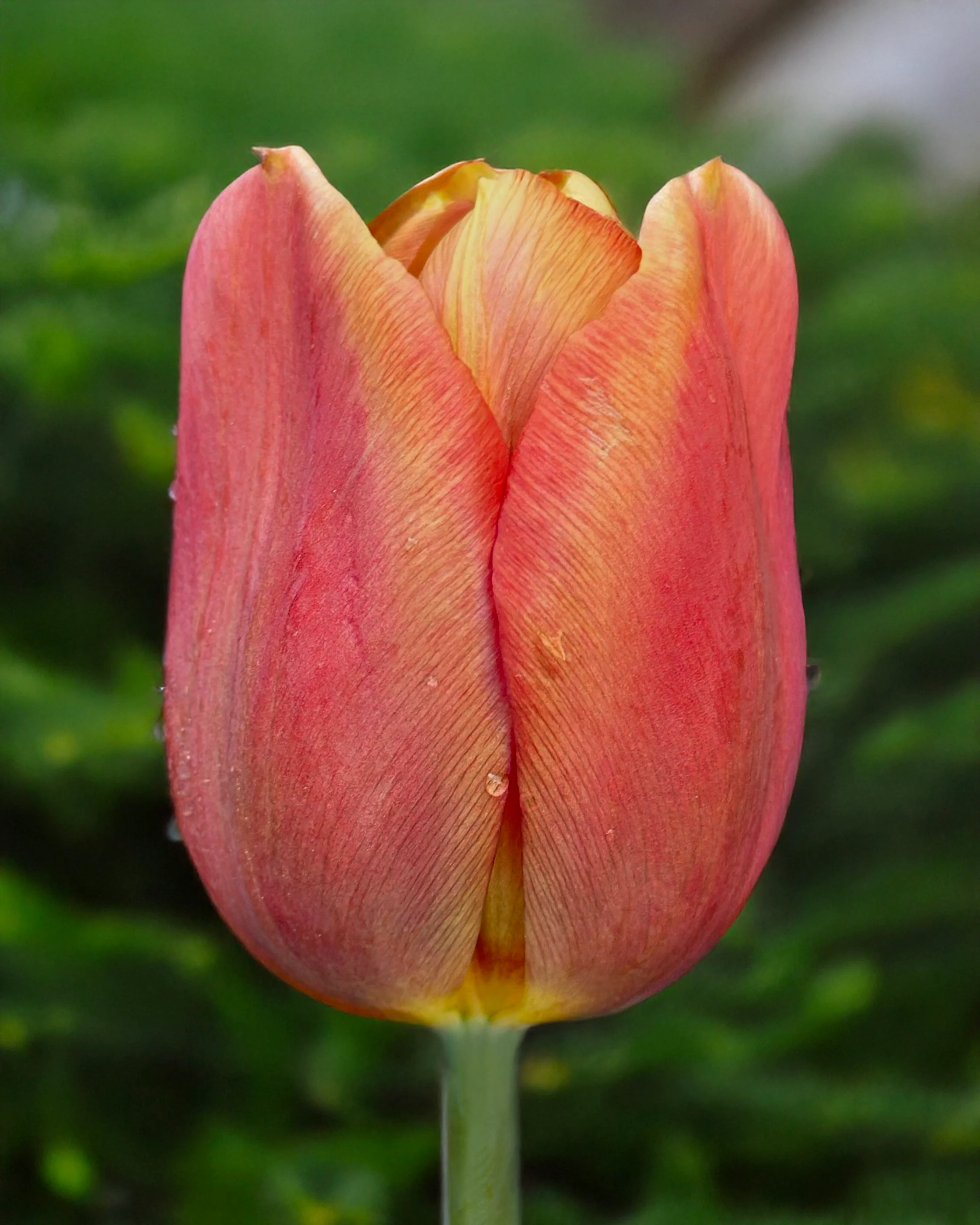 Tulip 'Amaru' - Image 9
