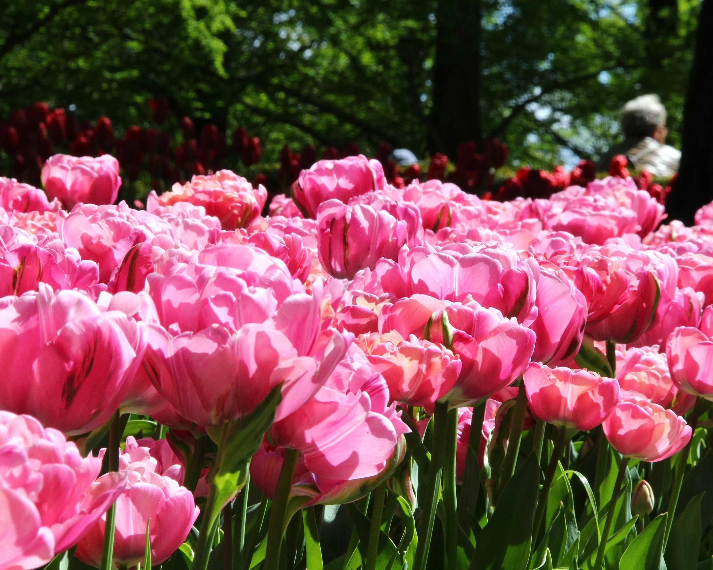 Tulip 'Amazing Grace' - Image 4