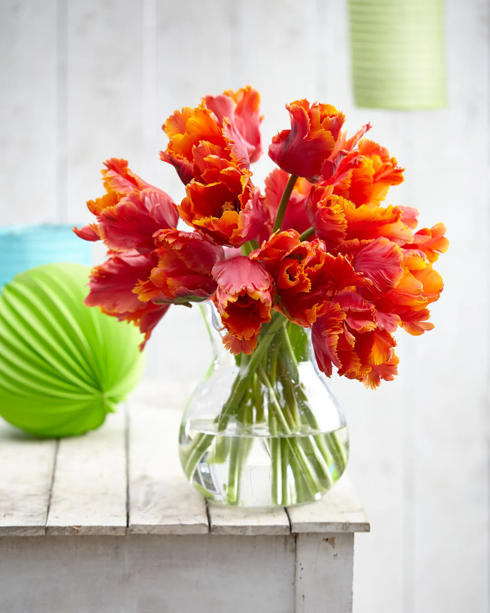 Tulip 'Amazing Parrot' - Image 10