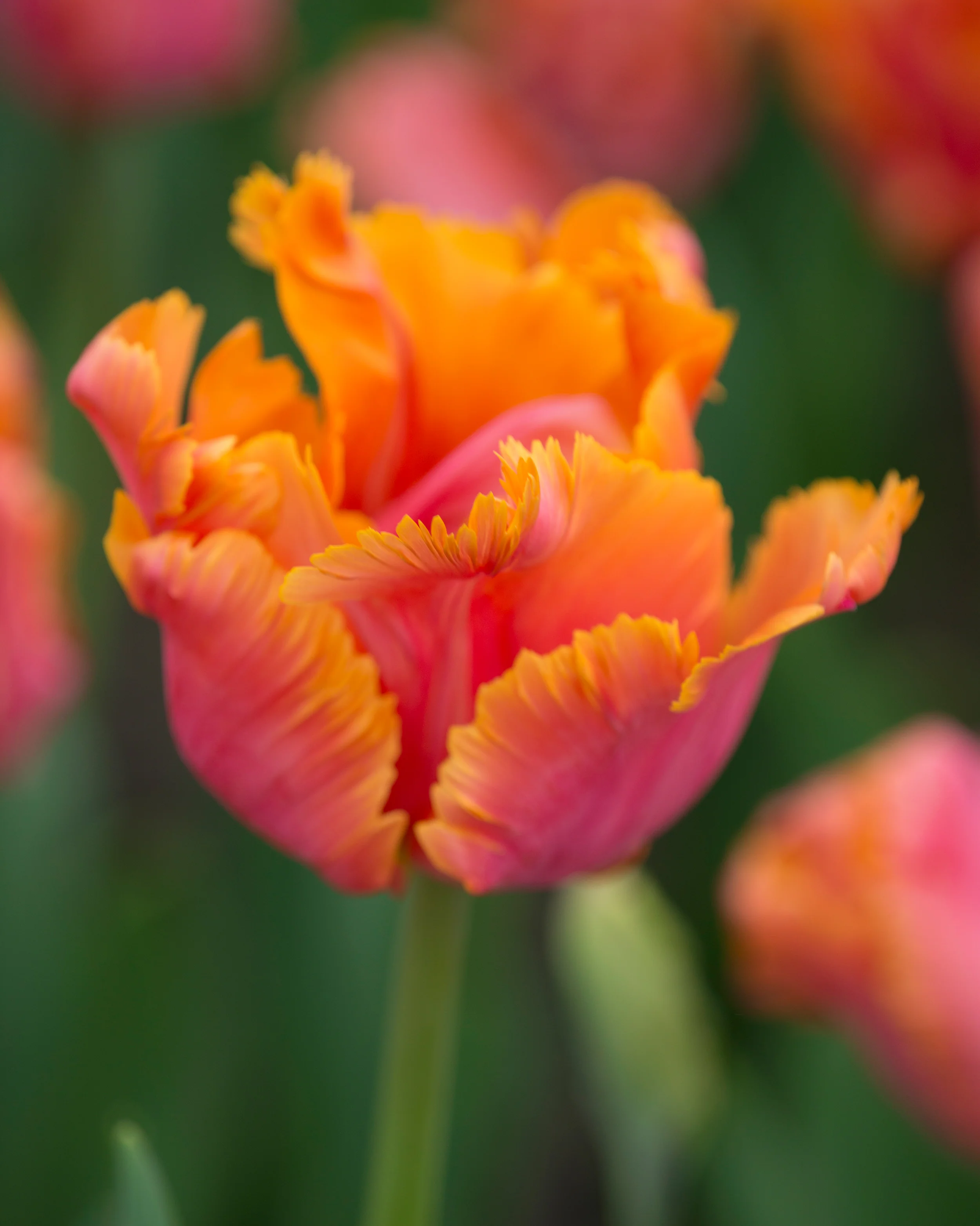 Tulip 'Amazing Parrot' - Image 2