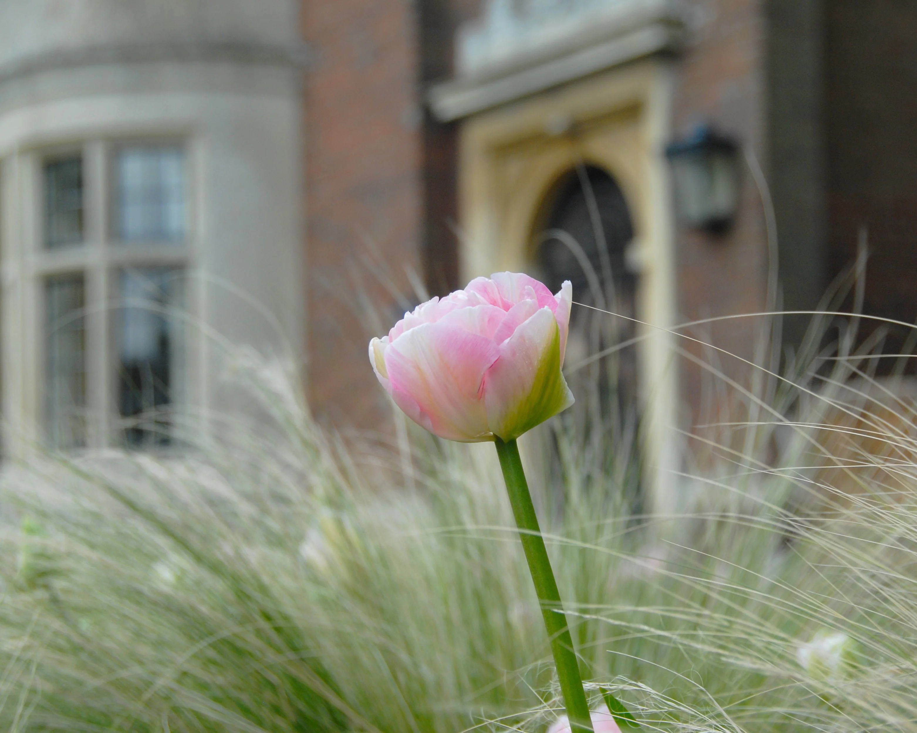 Tulip 'Angelique' - Image 3