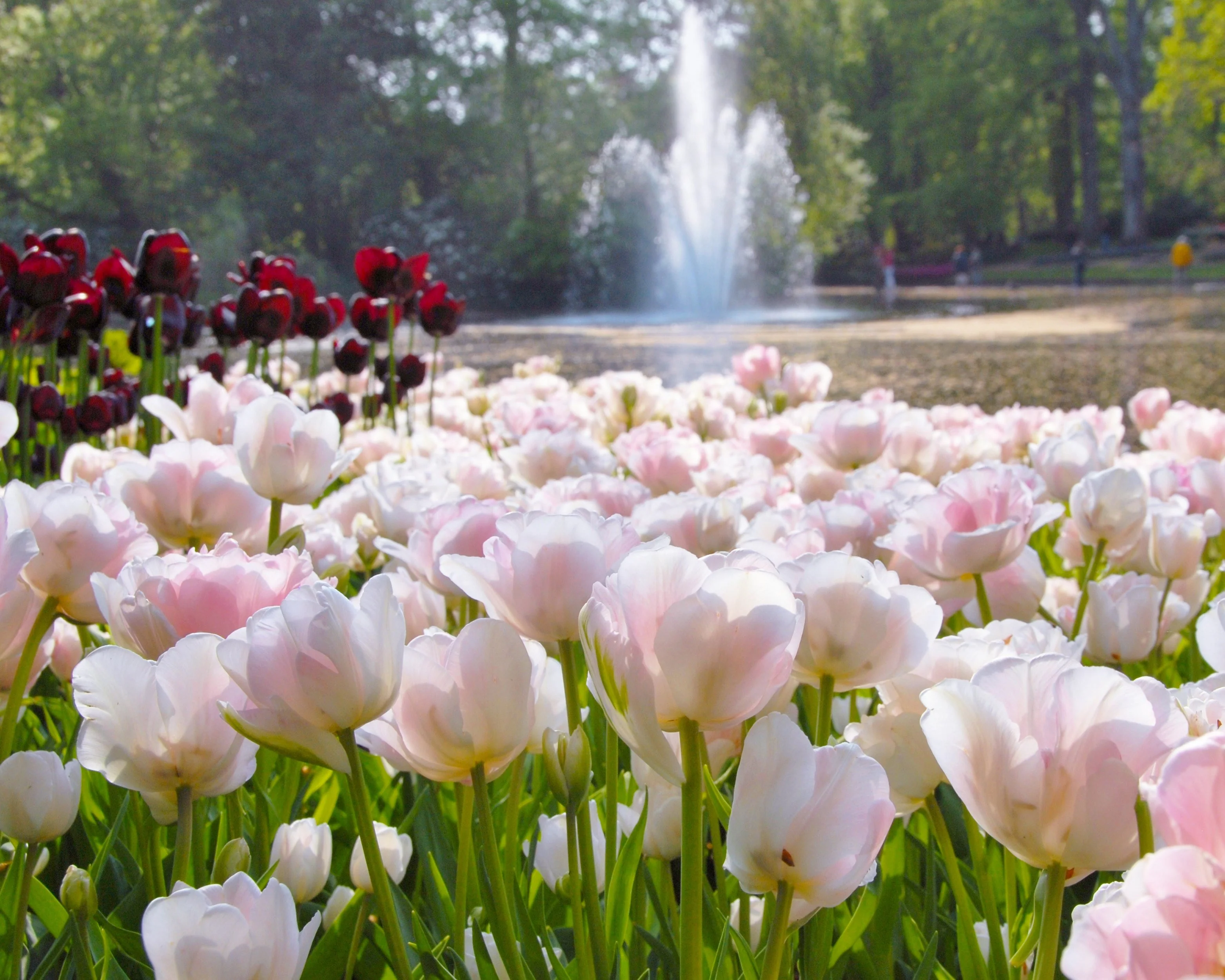 Tulip 'Angelique' - Image 4
