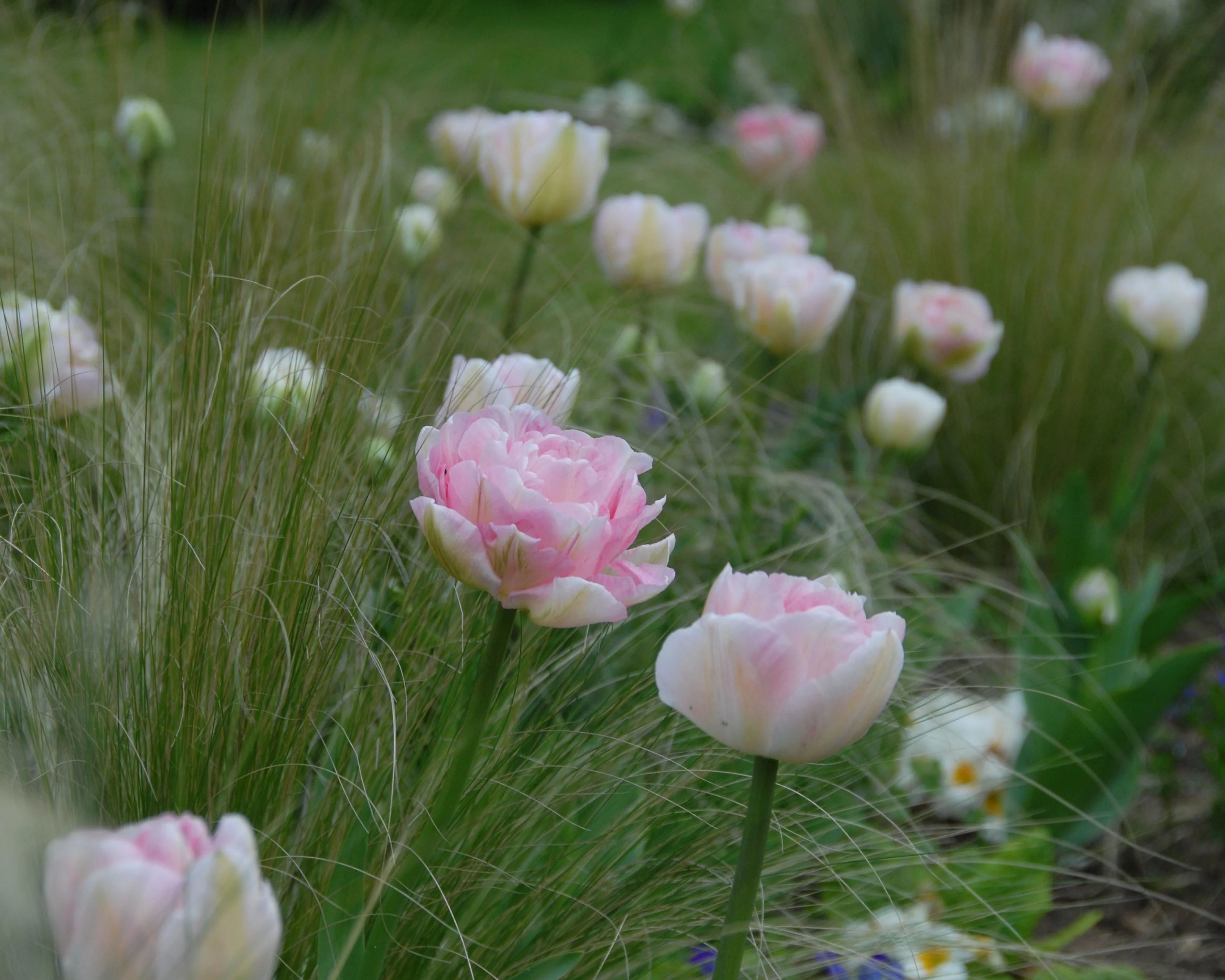 Tulip 'Angelique' - Image 6