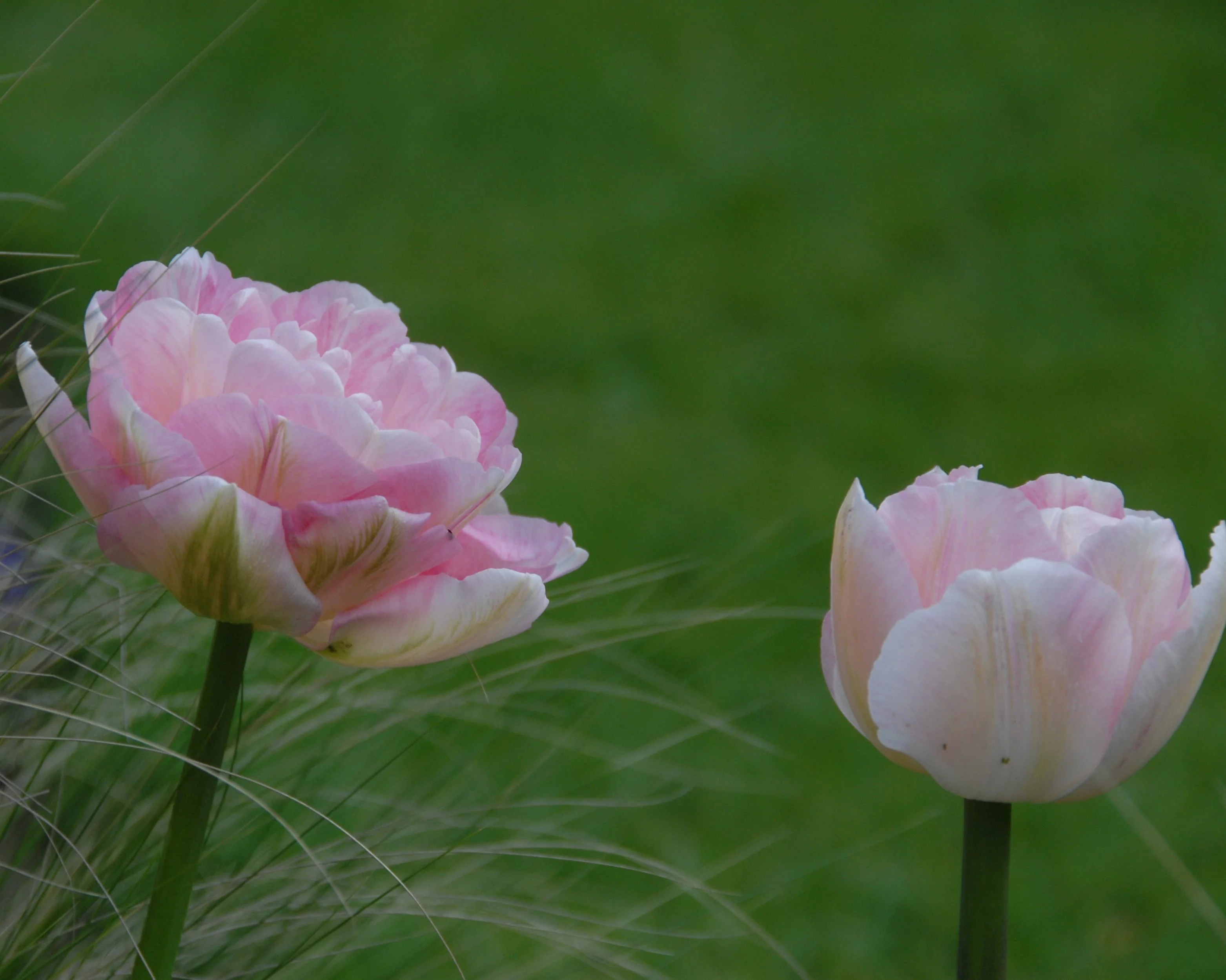 Tulip 'Angelique' - Image 8