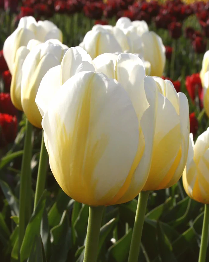 Tulip 'Angels Flame' - Image 3