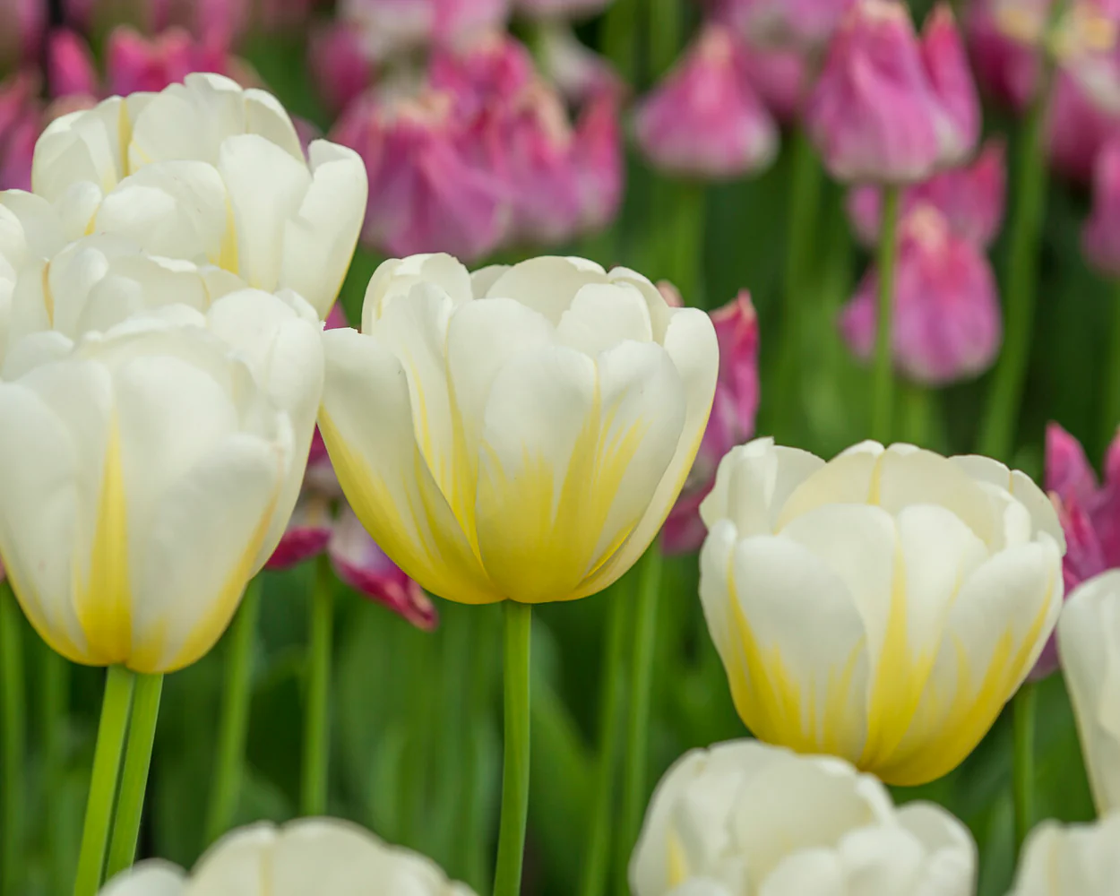 Tulip 'Angels Flame' - Image 4