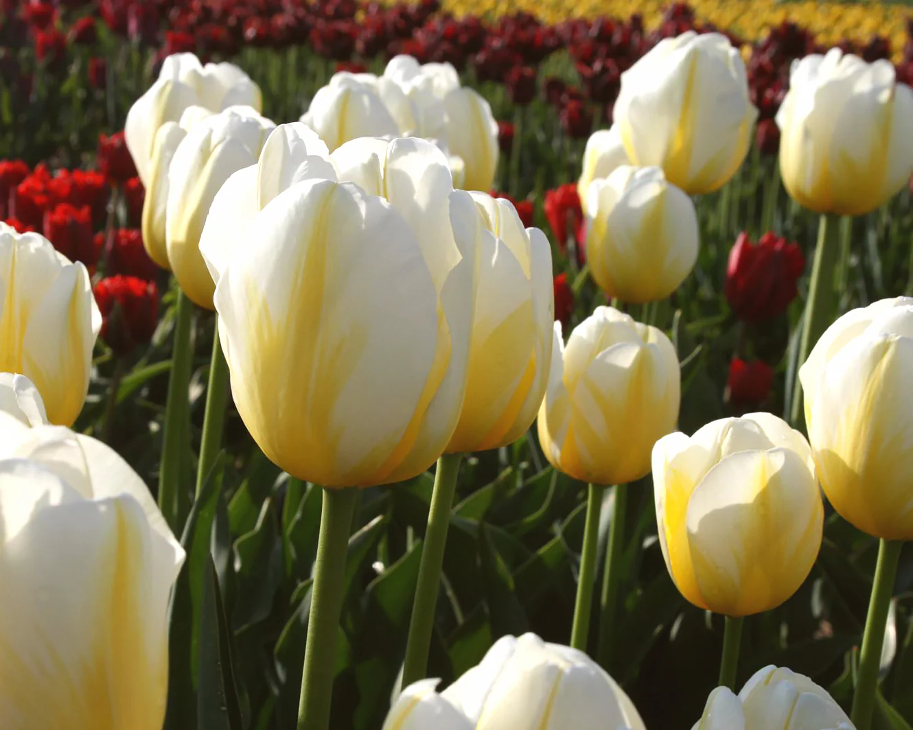 Tulip 'Angels Flame' - Image 5