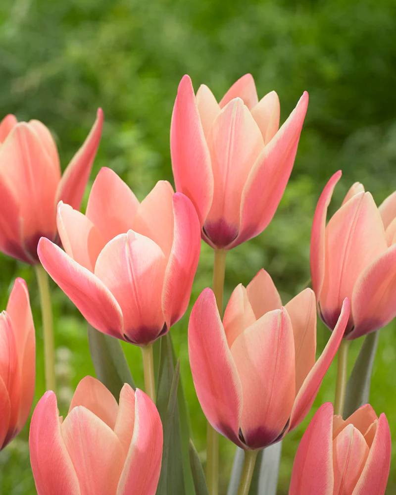 Tulip 'Annika' - Image 3