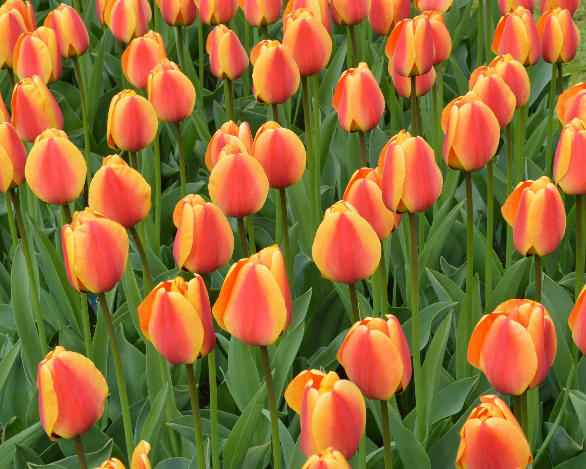 Tulip 'Apeldoorn Elite' - Image 10
