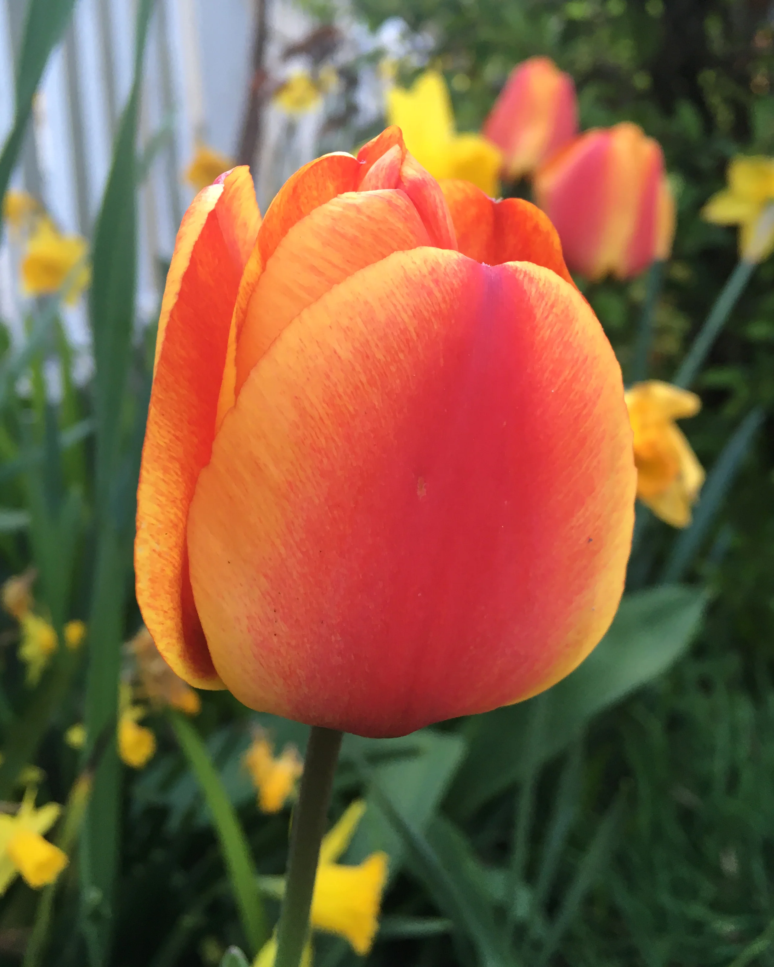 Tulip 'Apeldoorn Elite' - Image 6