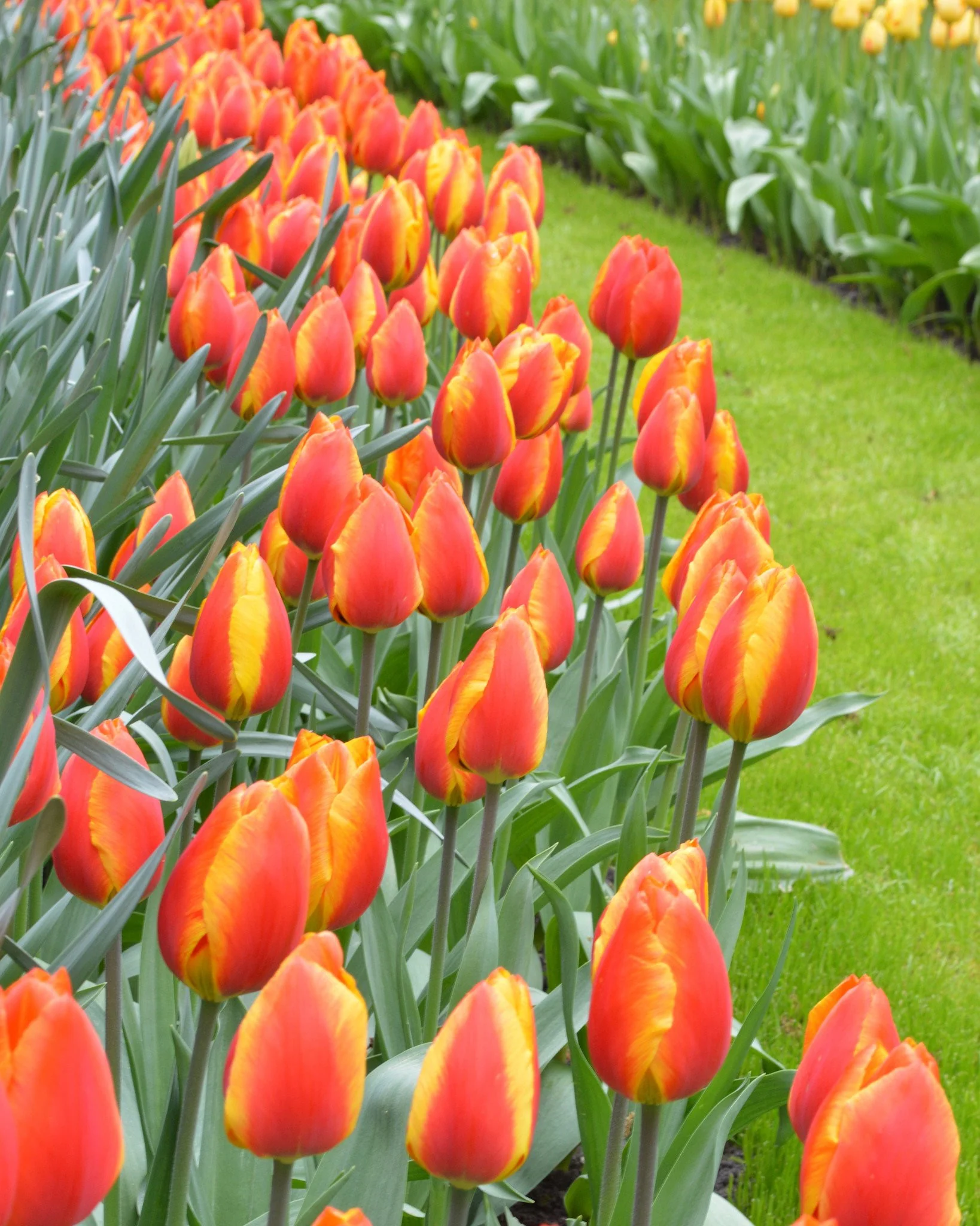 Tulip 'Apeldoorn Elite' - Image 7