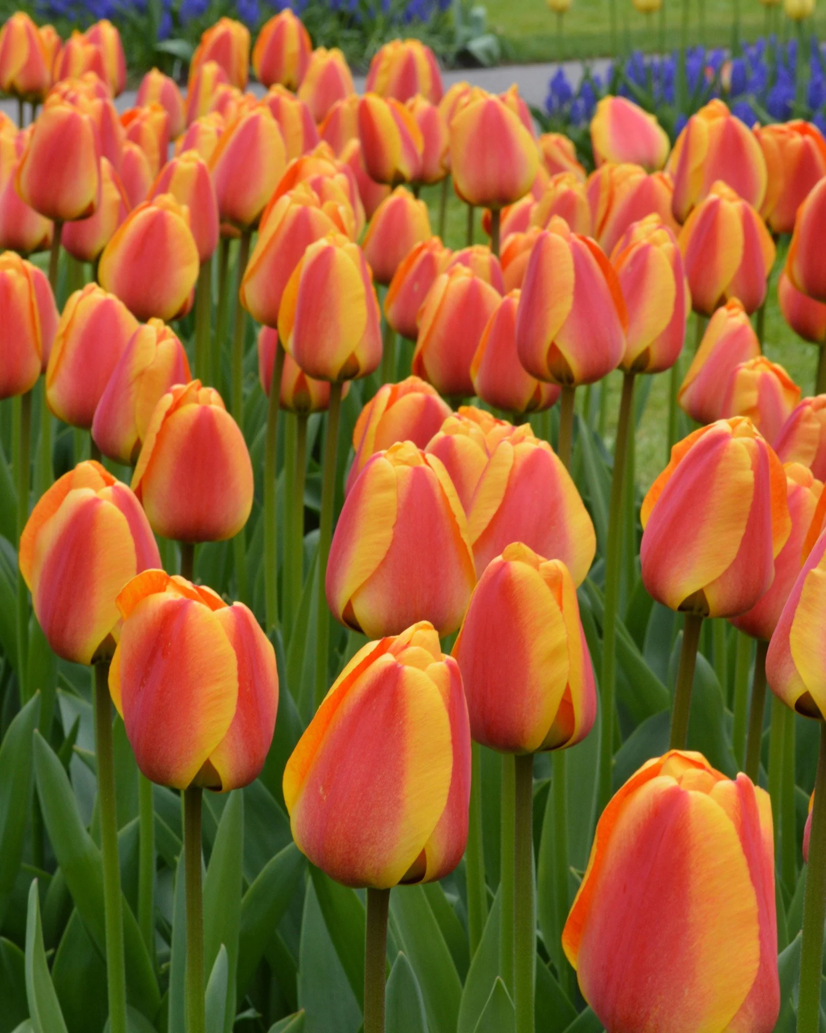 Tulip 'Apeldoorn Elite' - Image 8