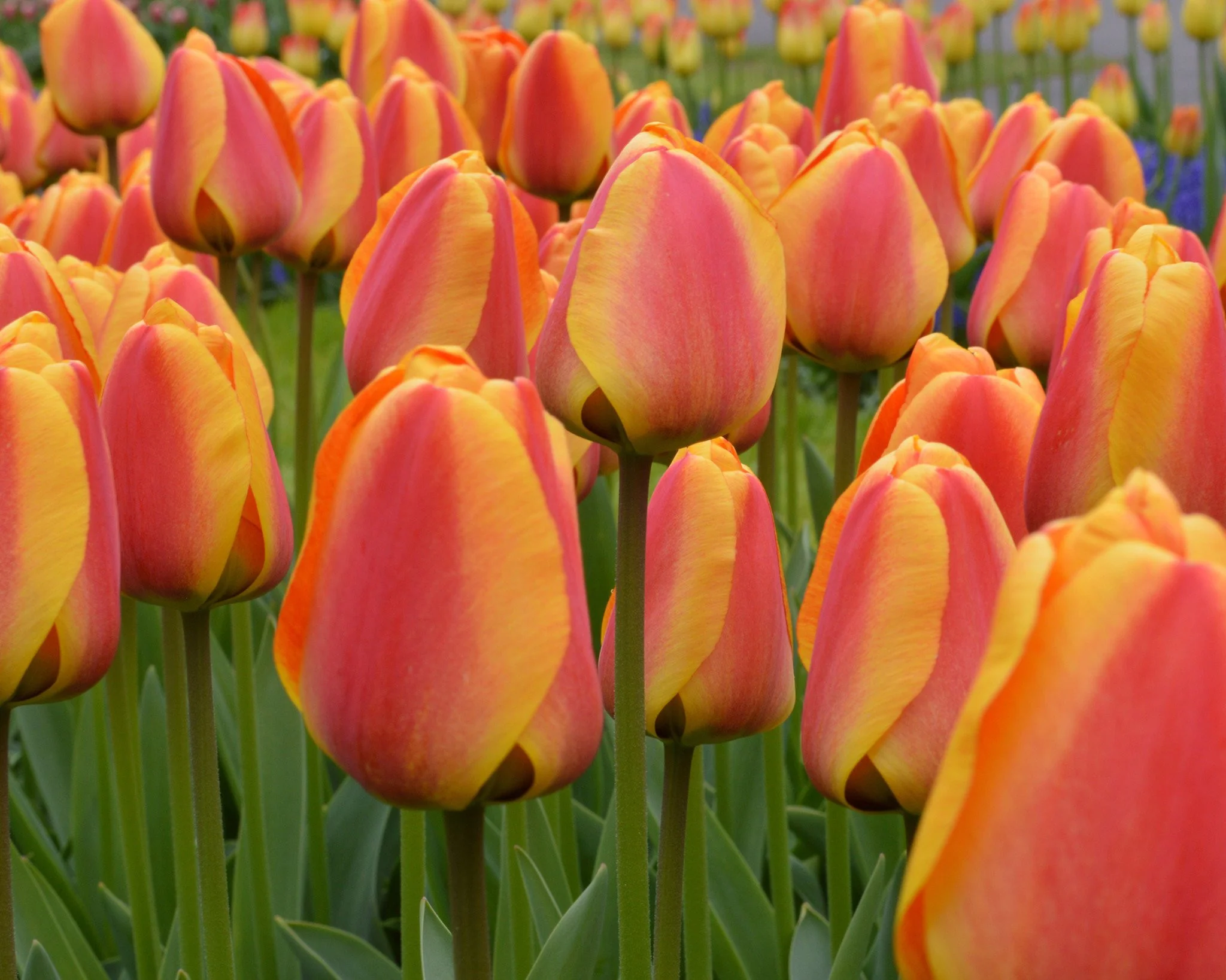 Tulip 'Apeldoorn Elite' - Image 9