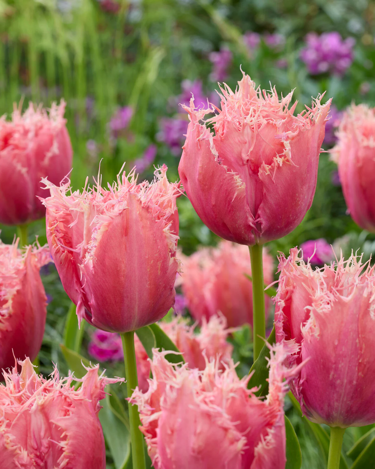 Tulip 'Apeldoorn Palace' - Image 2