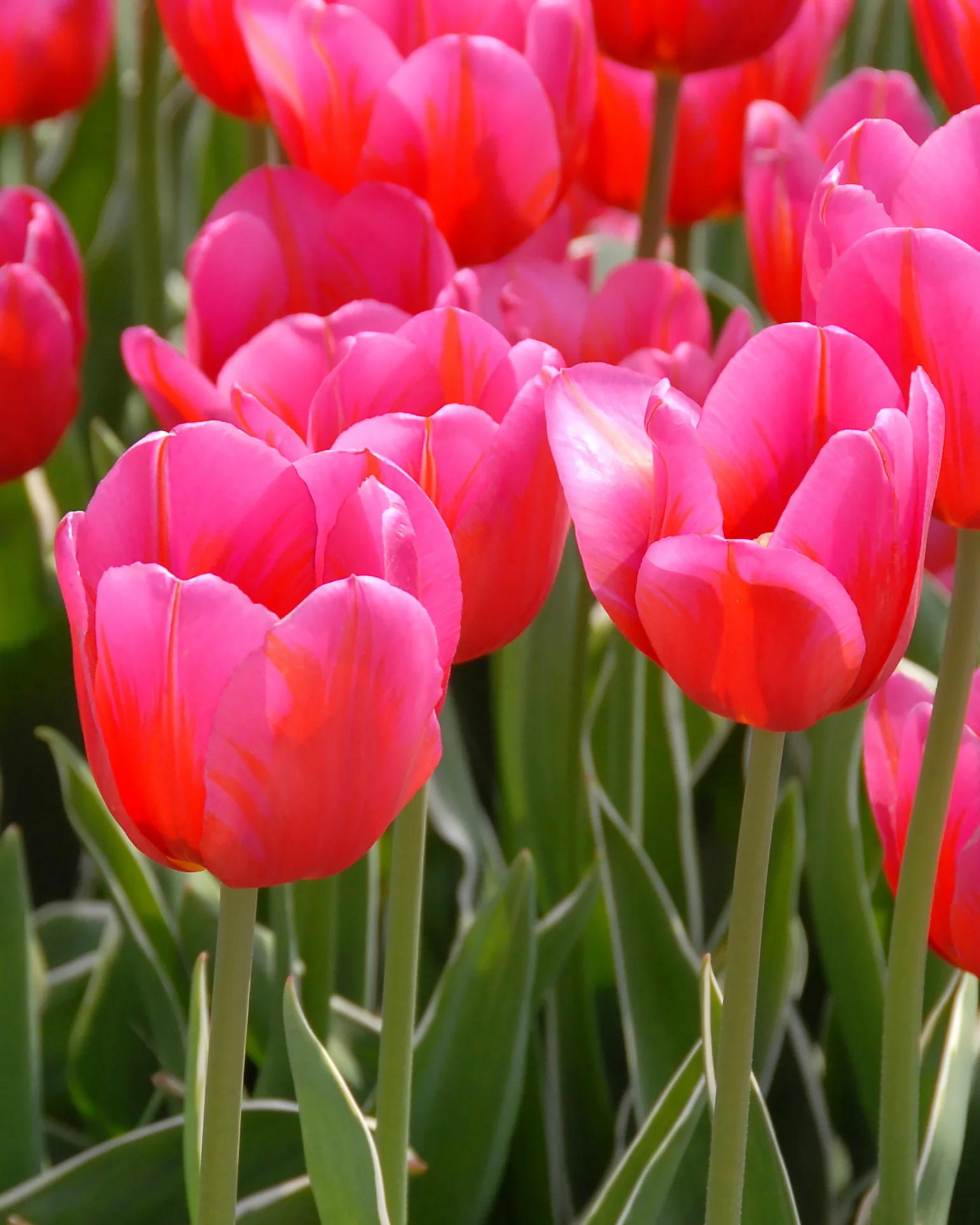 Tulip 'Aphrodite' - Image 4