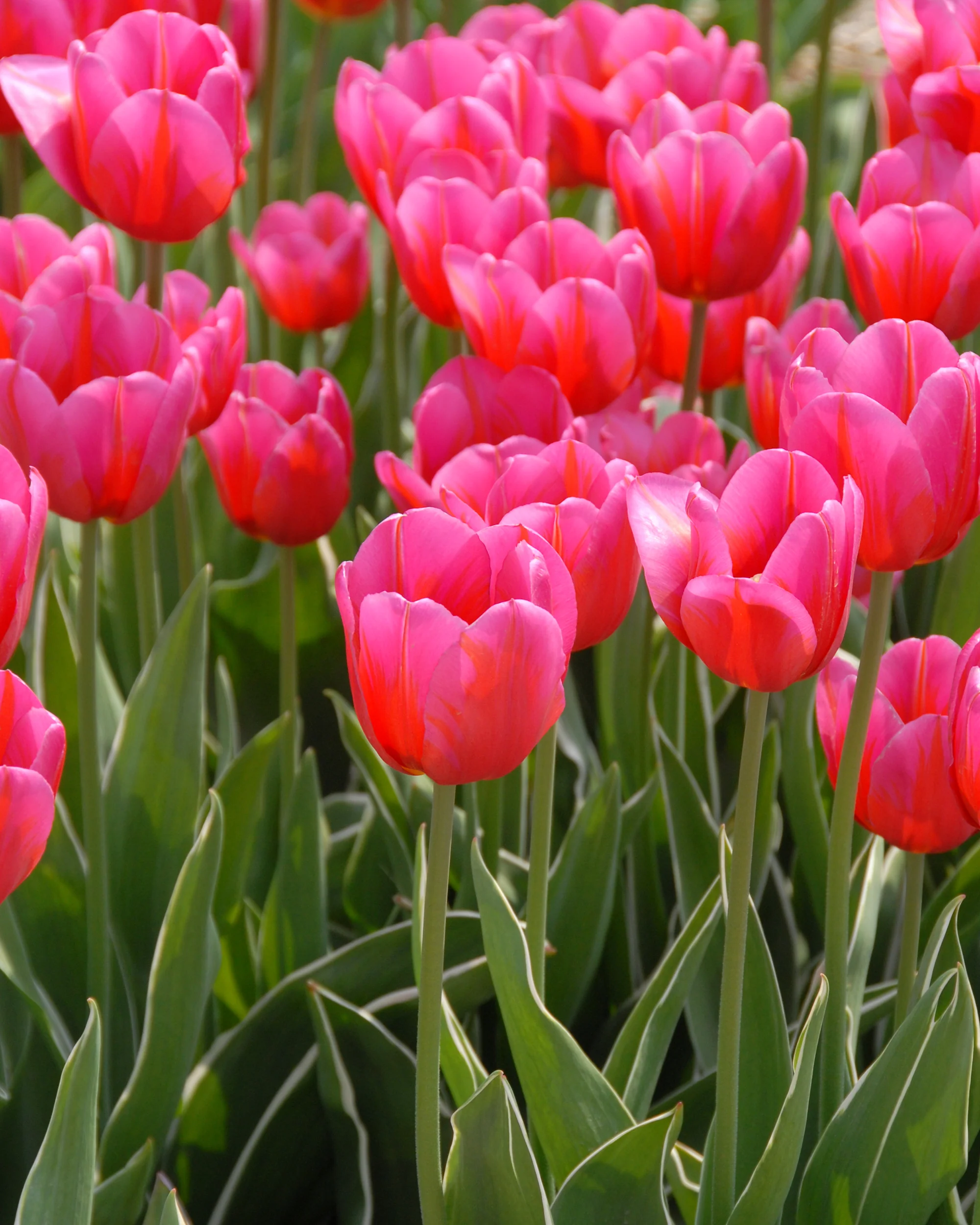 Tulip 'Aphrodite' - Image 6