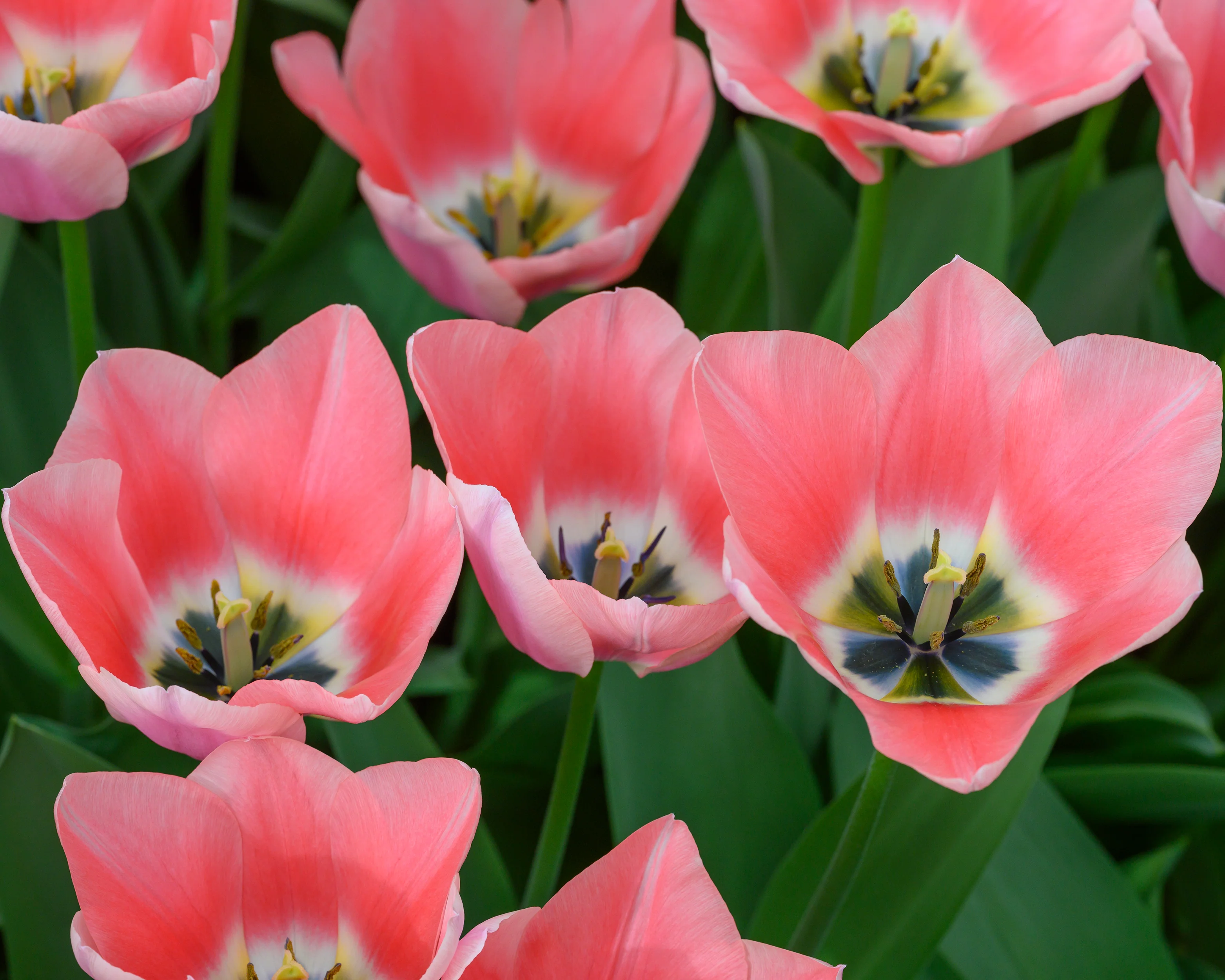 Tulip 'Apricona' - Image 3