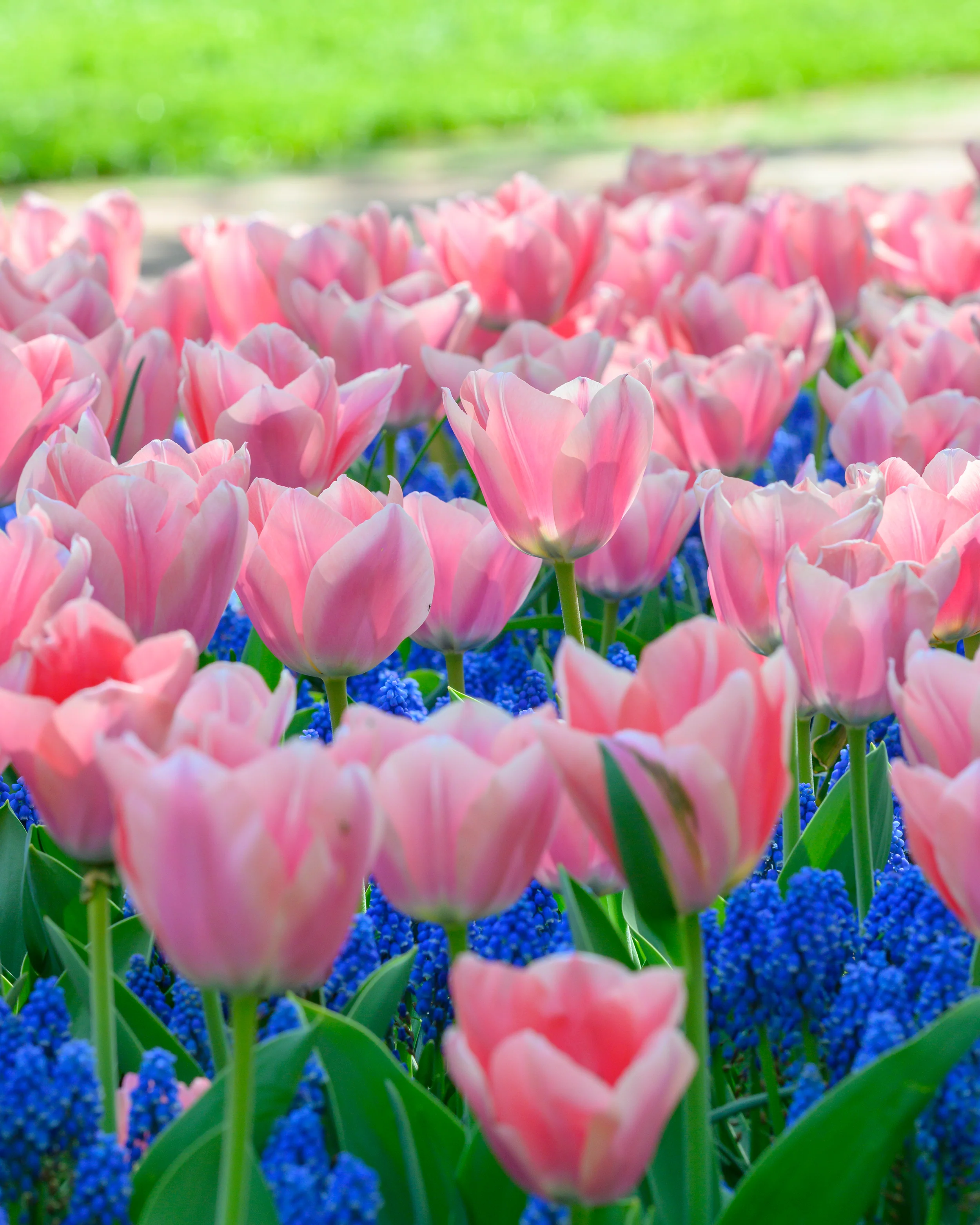 Tulip 'Apricona' - Image 4