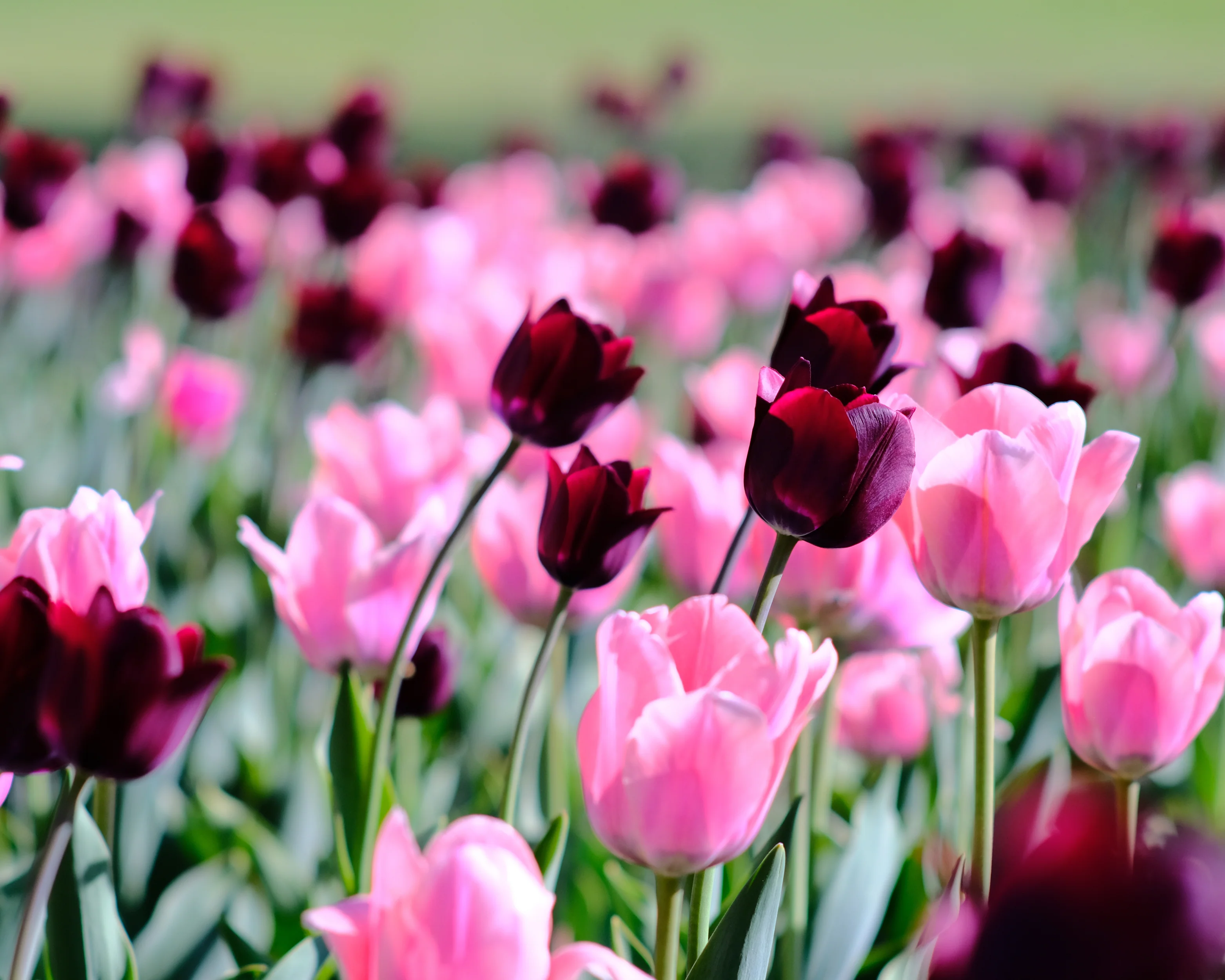 Tulip 'Apricona' - Image 8