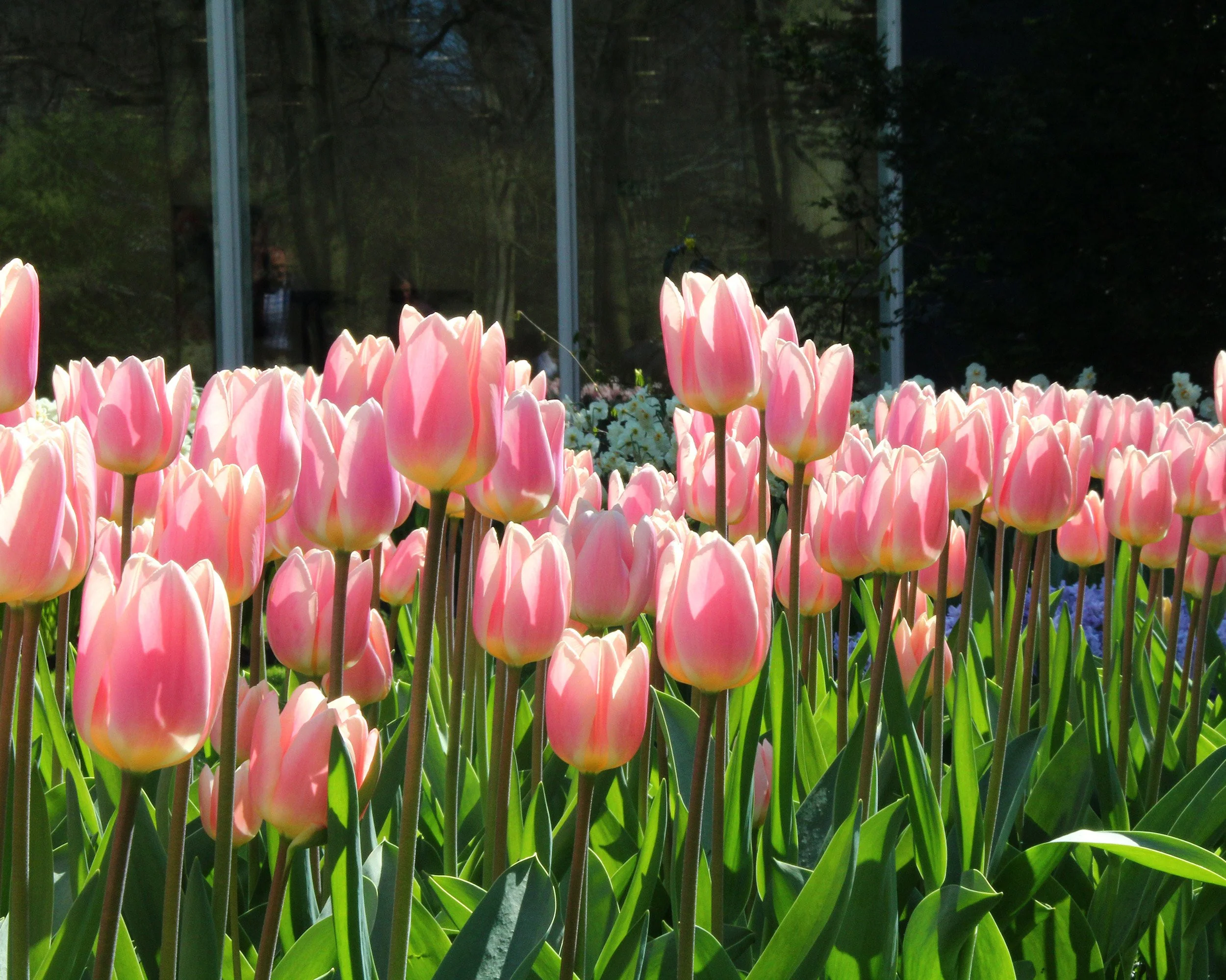 Tulip 'Apricot Delight' - Image 5