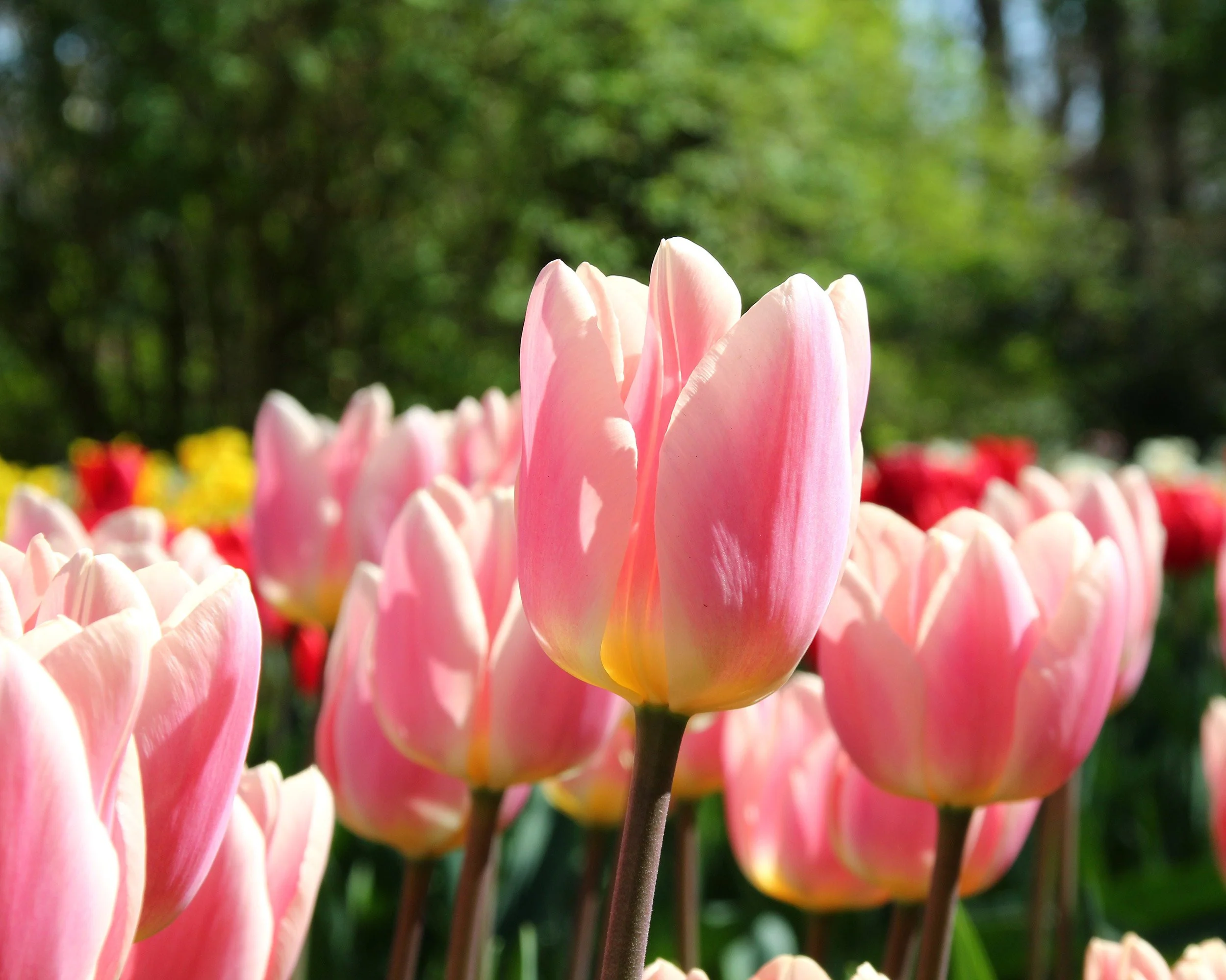 Tulip 'Apricot Delight' - Image 6