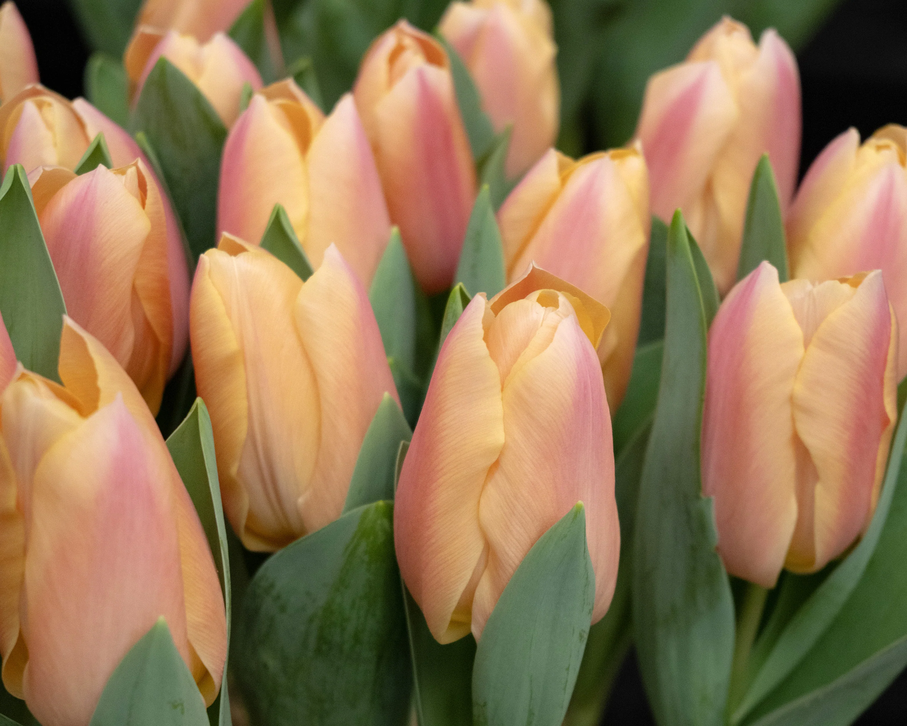 Tulip 'Apricot Favourite' - Image 2