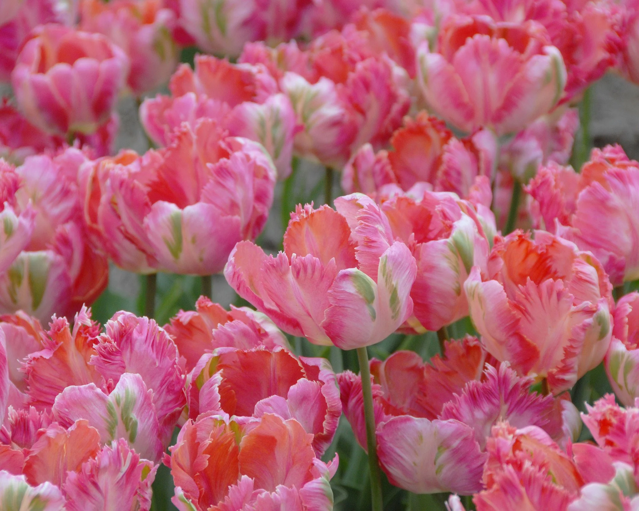 Tulip 'Apricot Parrot' - Image 2