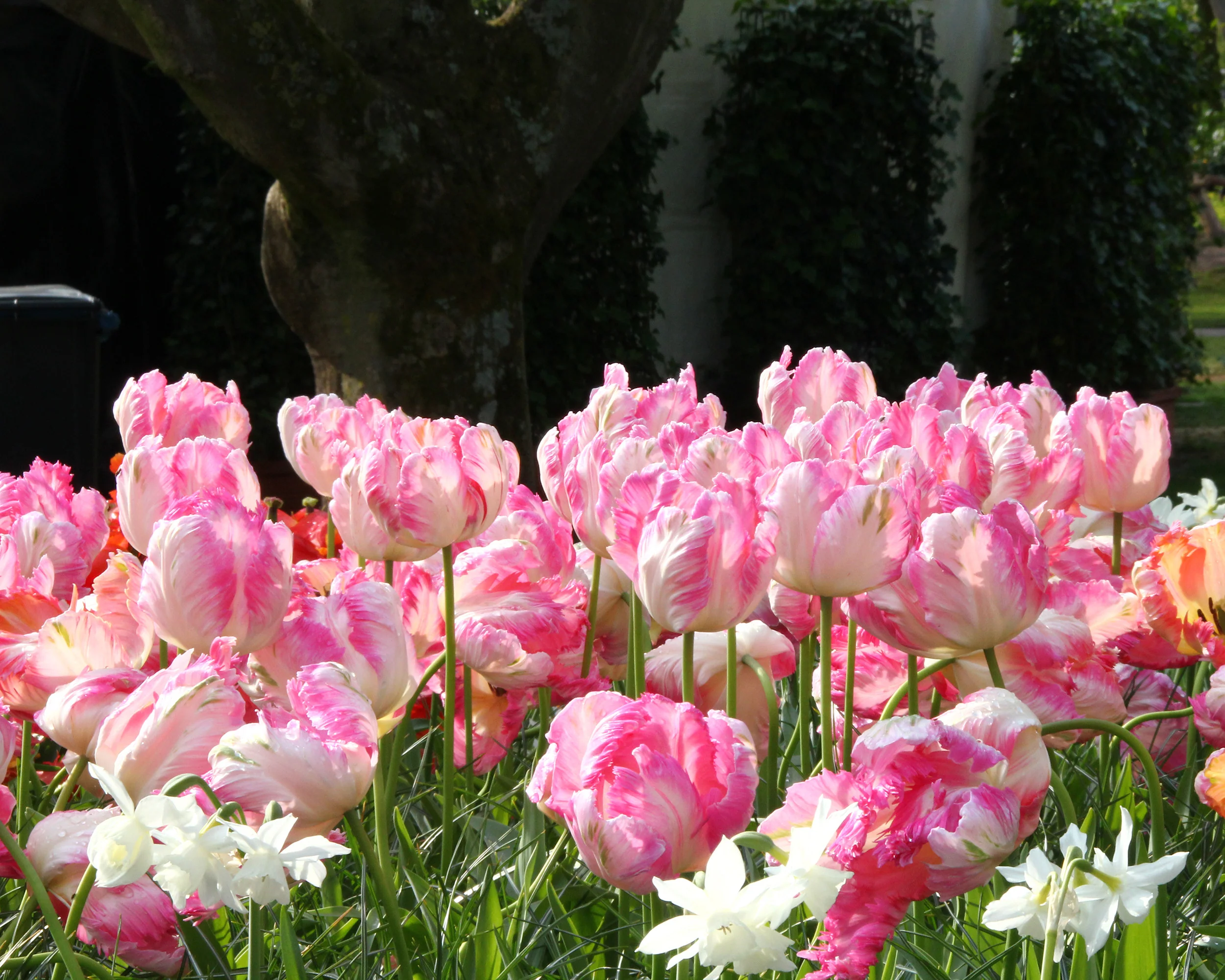 Tulip 'Apricot Parrot' - Image 6